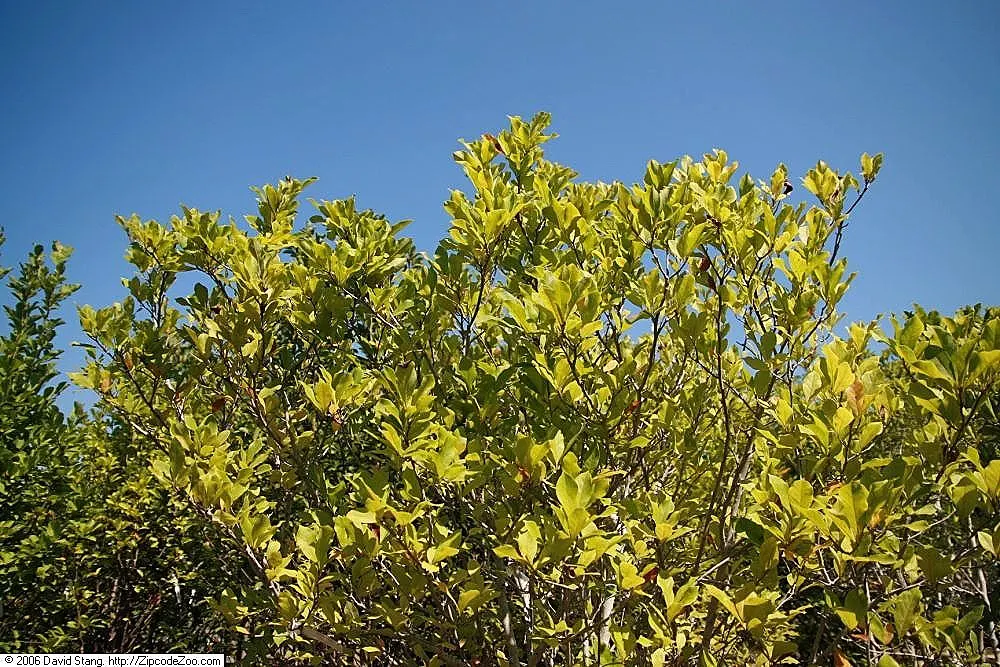 Juneberry (Amelanchier Lamarckii) — scientifically known as Amelanchier lamarckii; the foliage transforms into a striking medley of oranges and reds, image 63