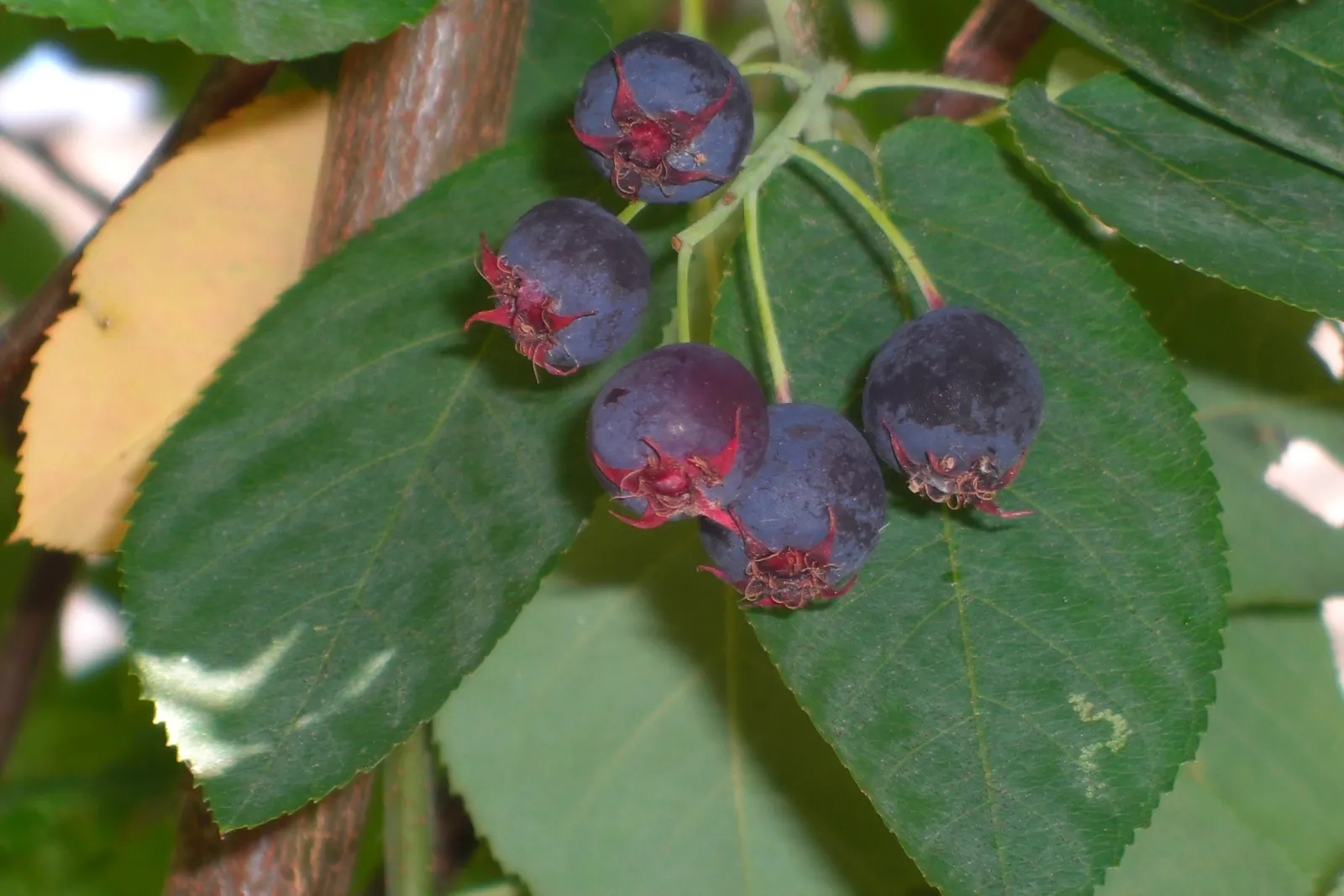 Juneberry (Amelanchier Lamarckii) — which mature by early summer and are savored by both people and wildlife