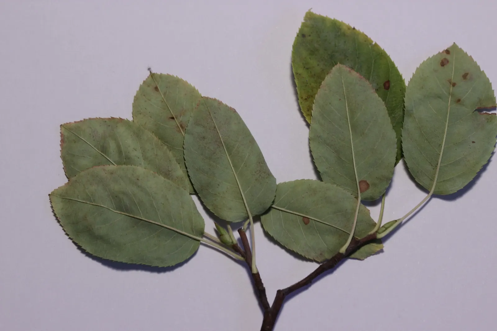 Juneberry (Amelanchier Lamarckii) — This makes it an ideal choice for a variety of landscape designs including woodland gardens