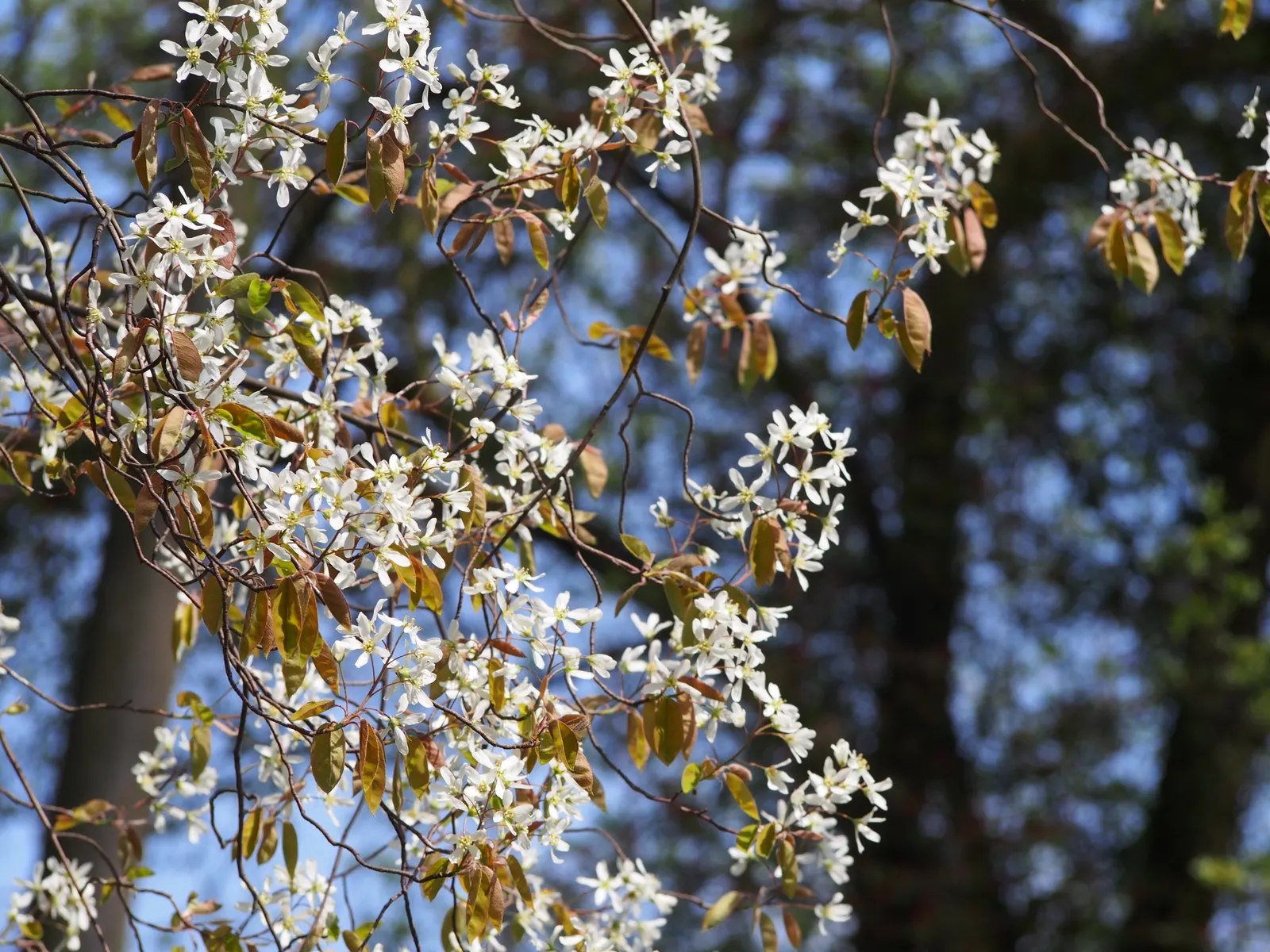Juneberry (Amelanchier Lamarckii) — This low-maintenance plant offers four-season interest and attracts birds and pollinators; preferring full sun to part