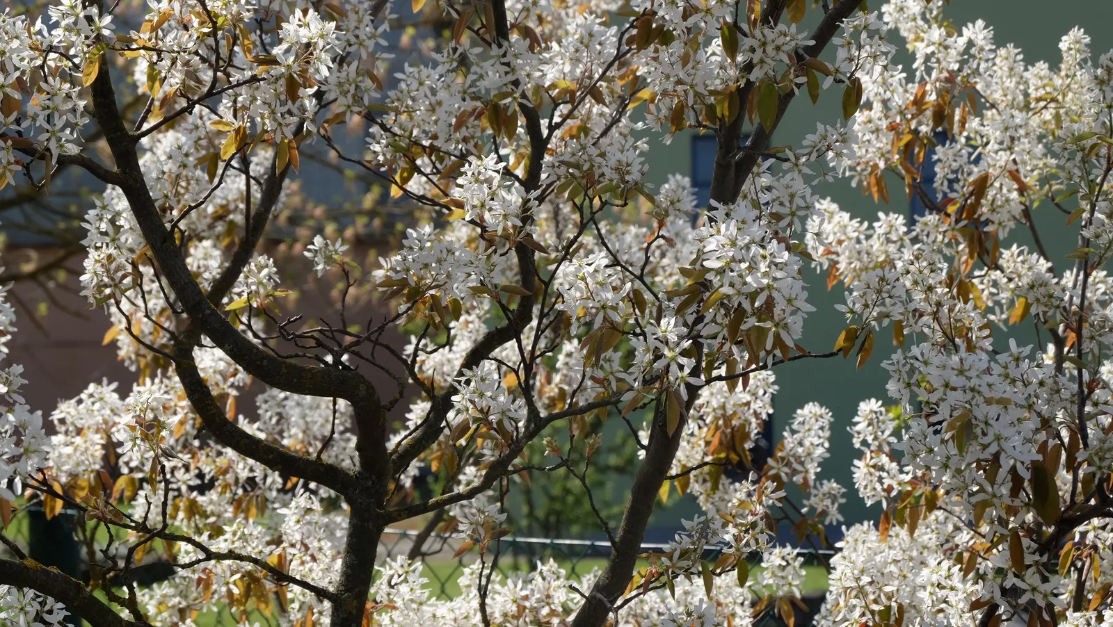 Juneberry (Amelanchier Lamarckii) — Preferring full sun to part shade, it thrives in moist, well-drained soils; juneberry is also suitable for gardens with