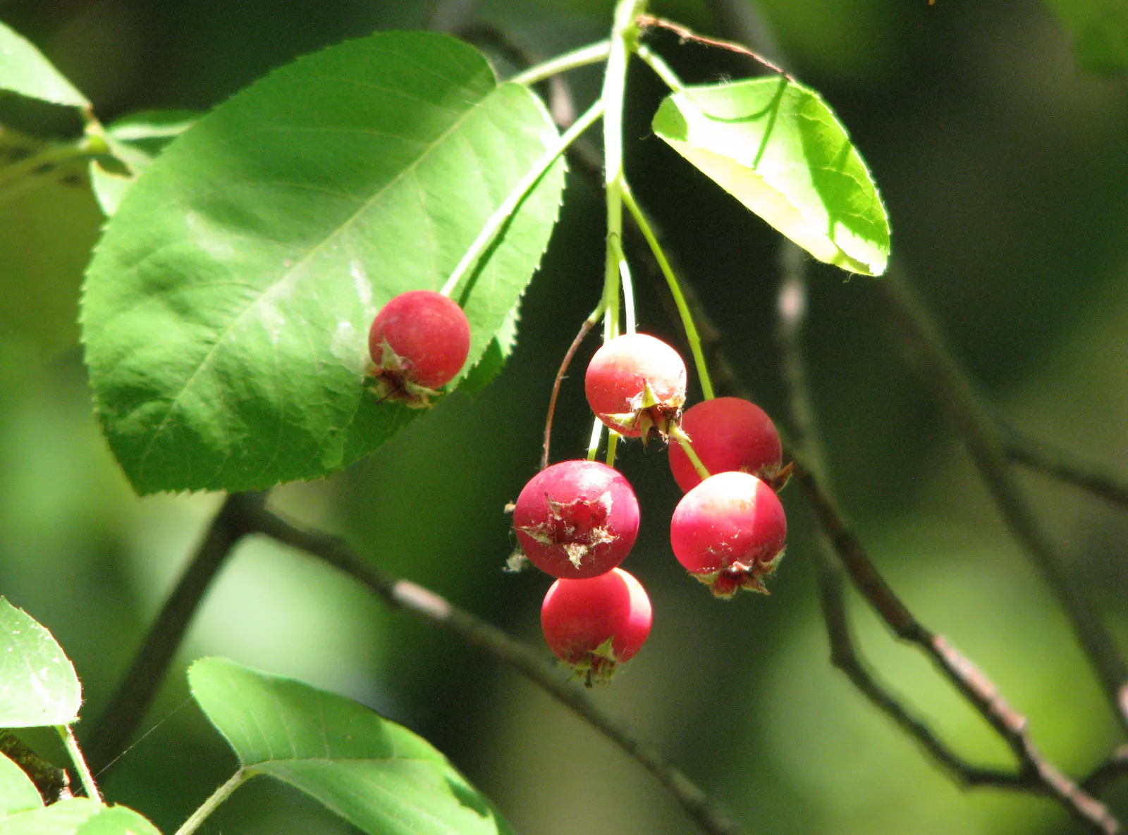 Juneberry (Amelanchier Lamarckii) — Amelanchier lamarckii adapts well to both sunny and partially shaded sites; juneberry is also suitable for, image 76