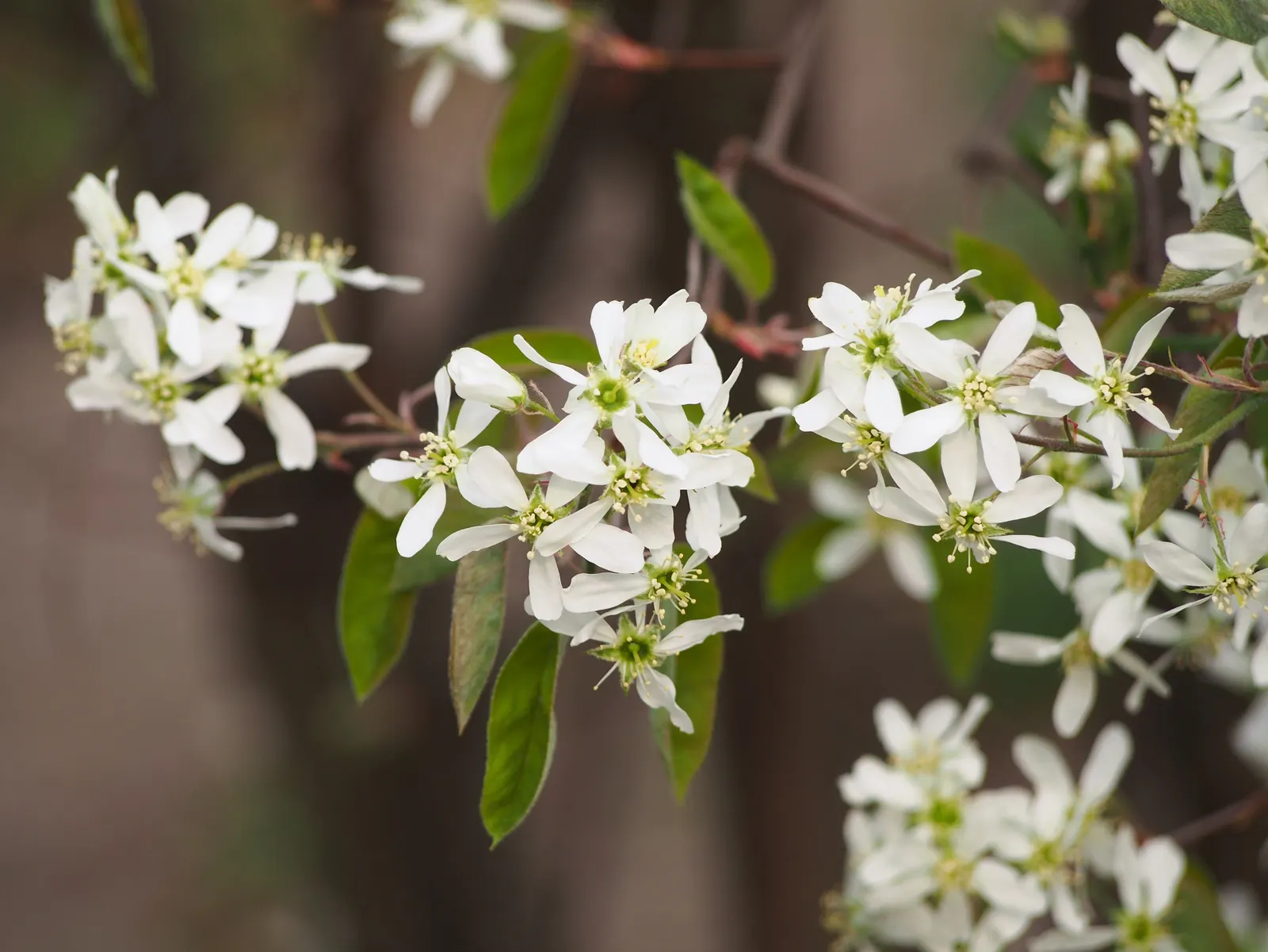 Juneberry (Amelanchier Lamarckii) — shrub / tree for full or half; juneberry is also suitable for gardens with limited space due to its modest size and