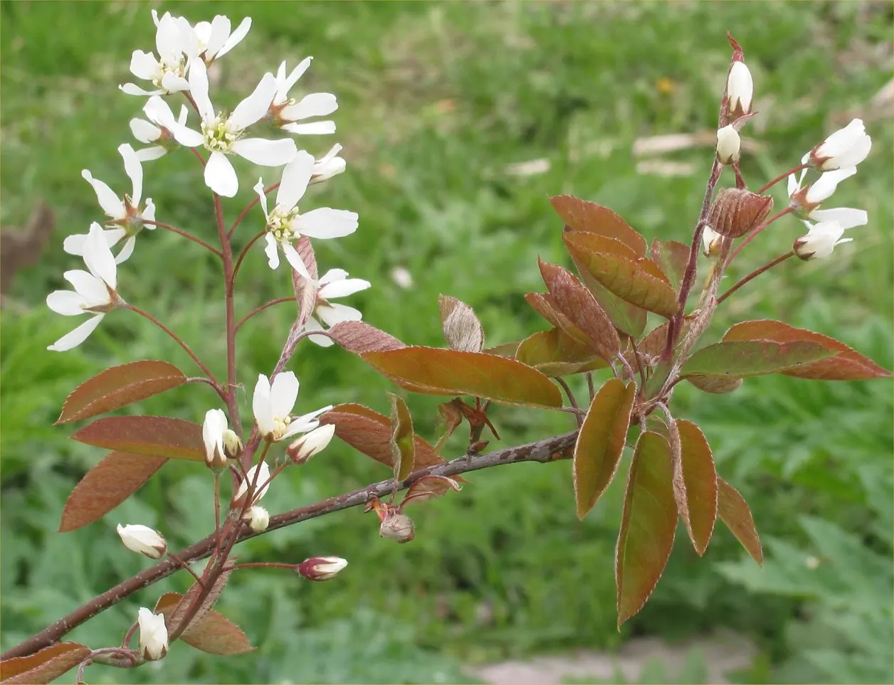 Juneberry (Amelanchier Lamarckii) — medium green as they mature; preferring full sun to part shade, it thrives in moist, well-drained soils, image 69