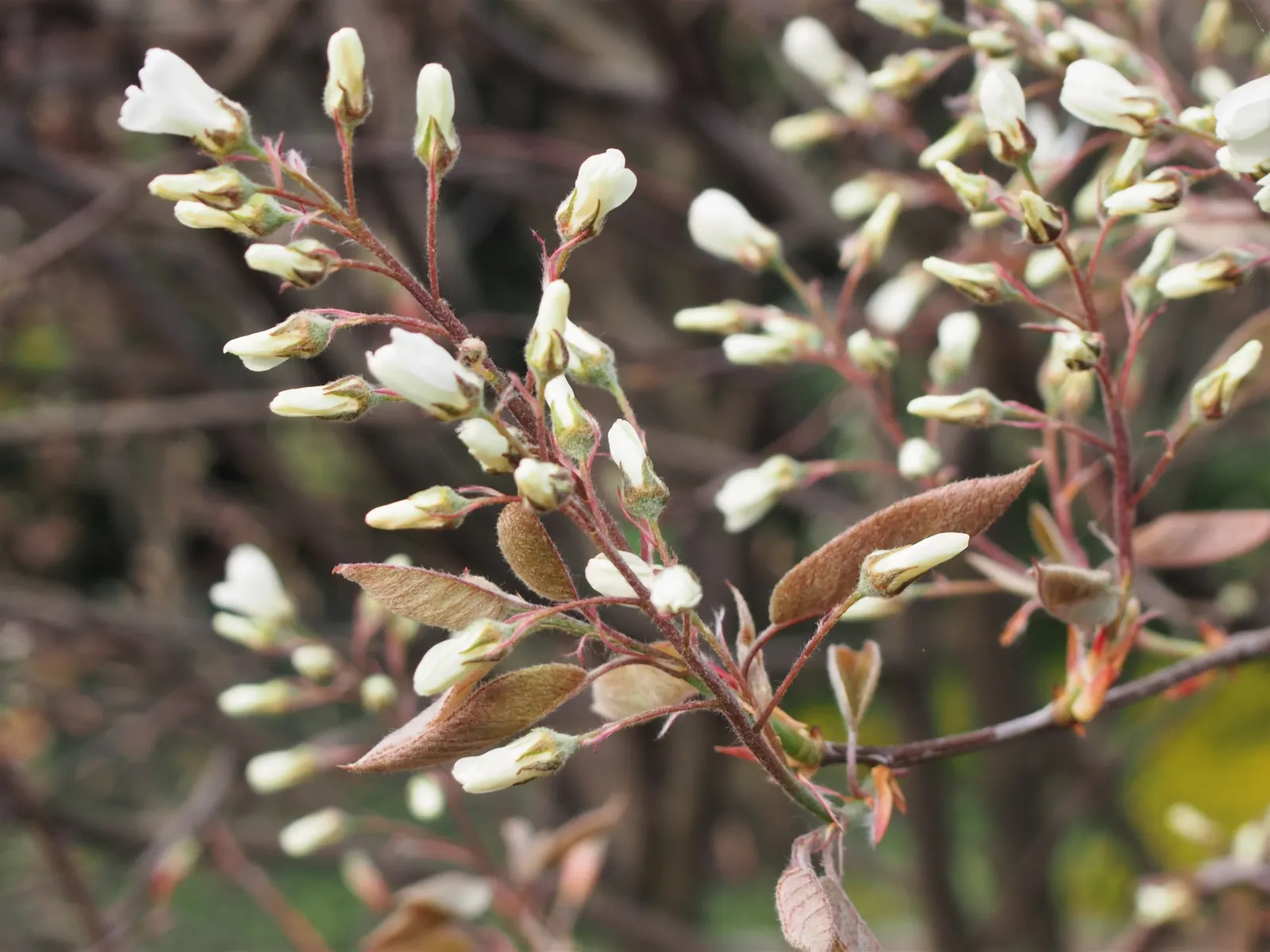 Juneberry (Amelanchier Lamarckii) — Its foliage turns a striking orange-red in fall; the foliage transforms into a striking medley of oranges and reds