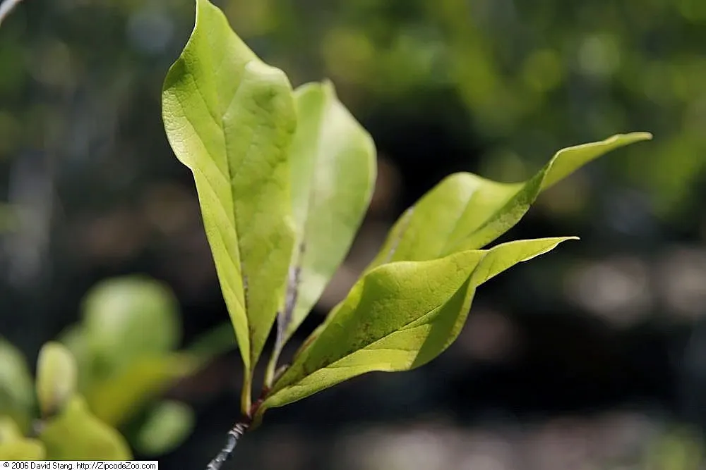 Juneberry (Amelanchier Lamarckii) — making it an excellent choice for diverse landscaping designs; adding approximately 12 to 24 inches per year, image 62