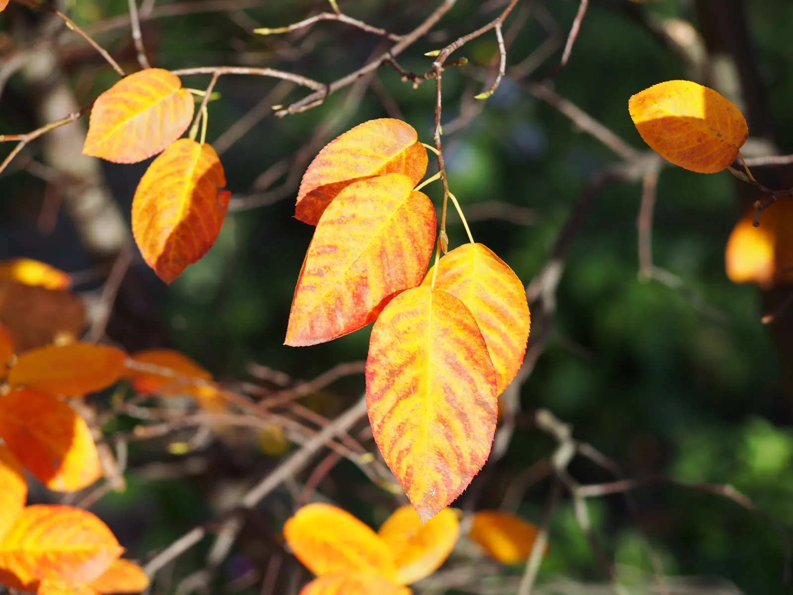 Juneberry (Amelanchier Lamarckii) — adding approximately 12 to 24 inches per year; the foliage transforms into a striking medley of oranges and reds