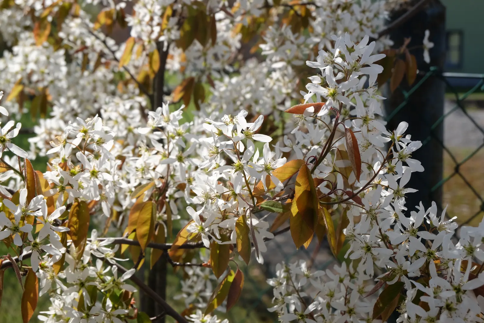 Juneberry (Amelanchier Lamarckii) — Its foliage turns a striking orange-red in fall
