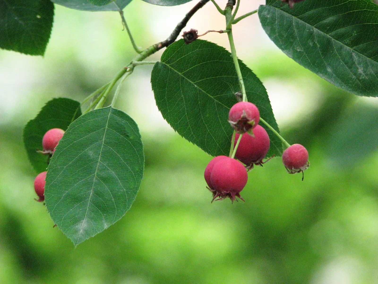 Juneberry (Amelanchier Lamarckii) — It boasts abundant white flowers in spring, followed by edible purple-black berries