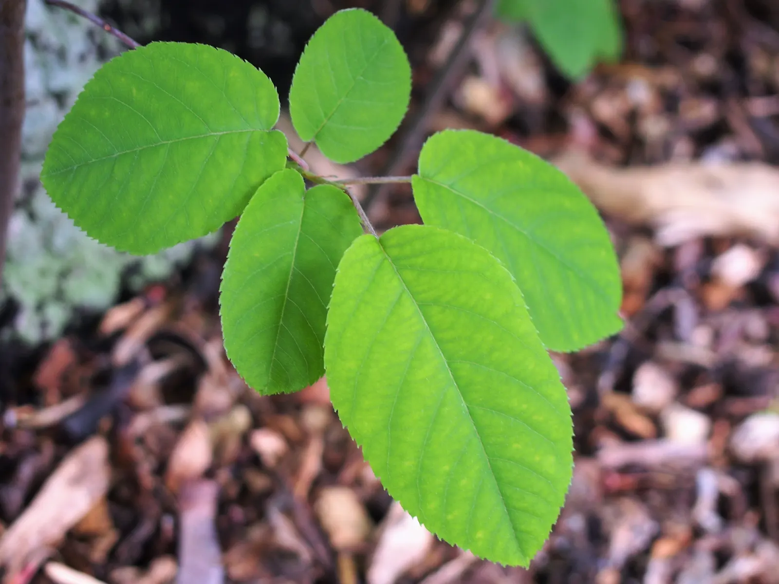 Juneberry (Amelanchier Lamarckii) — edible purple-black berries form; juneberry is also suitable for gardens with limited space due to its modest, image 72
