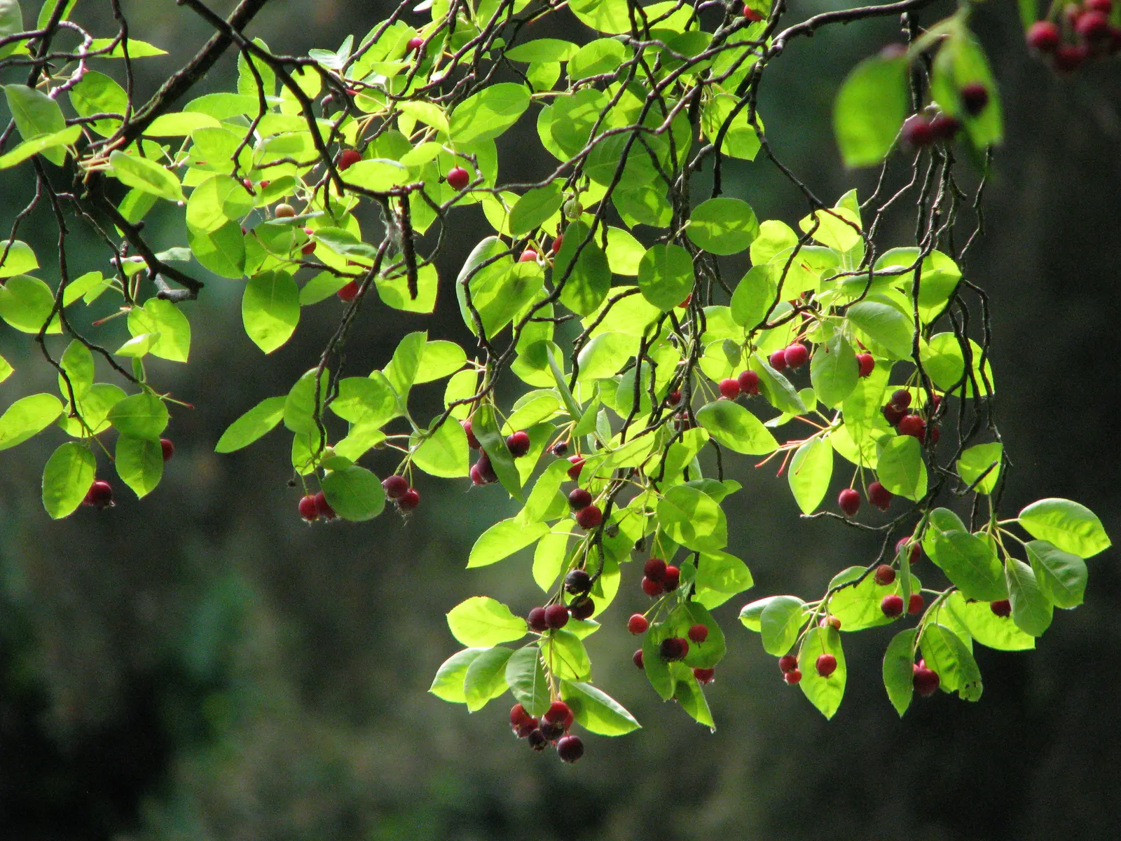 Juneberry (Amelanchier Lamarckii) — Preferring full sun to part shade, it thrives in moist, well-drained soils