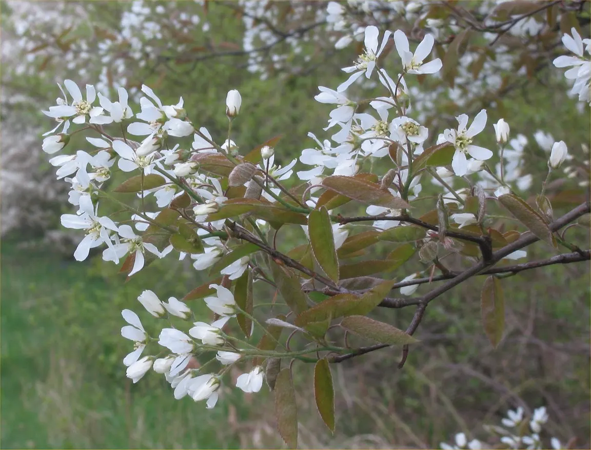 Juneberry (Amelanchier Lamarckii) — slightly acidic to neutral soil; preferring full sun to part shade, it thrives in moist, well-drained soils, image 77