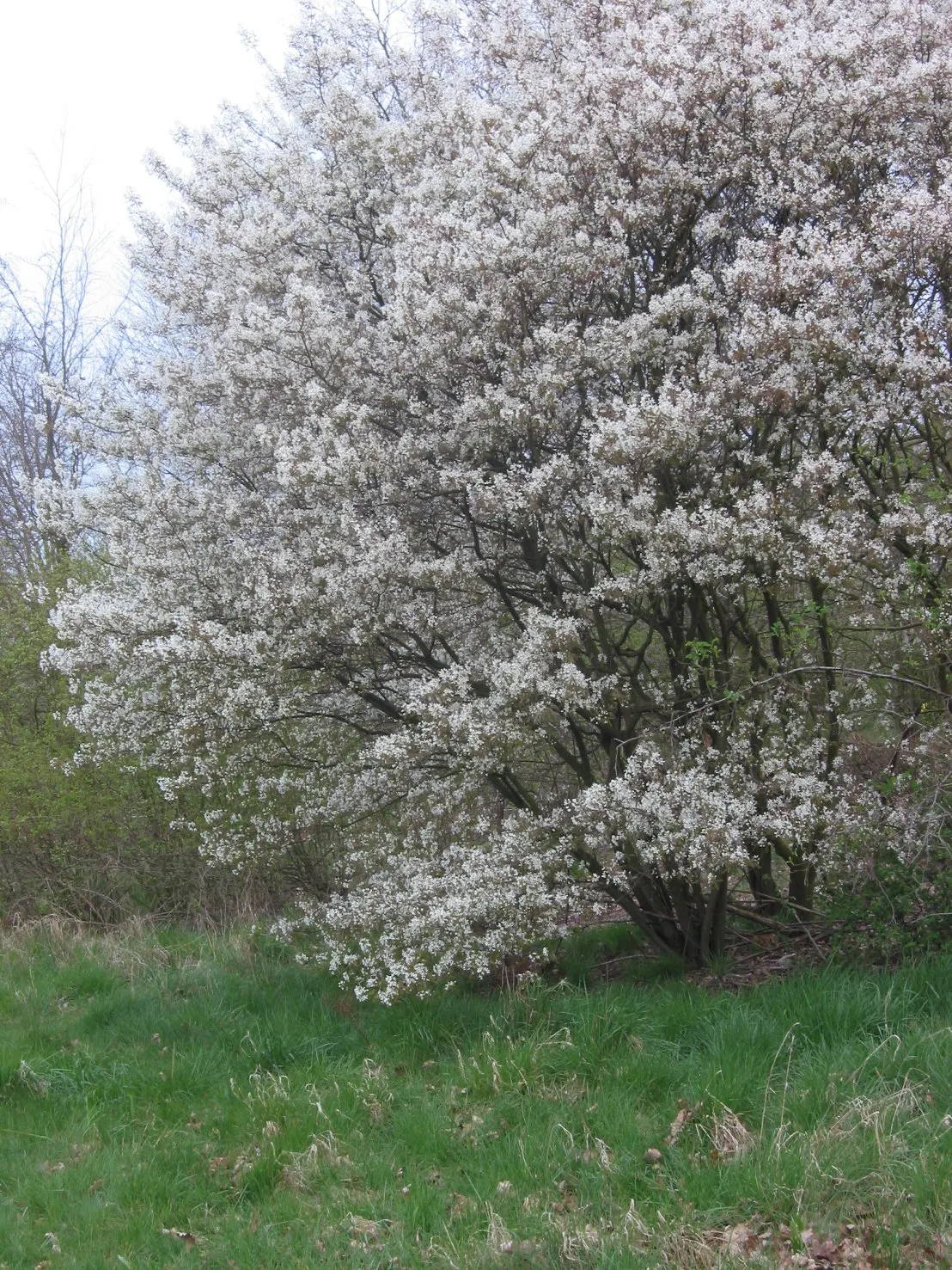 Juneberry (Amelanchier Lamarckii) — Growing to an average height of 15 to 25 feet with a similar spread