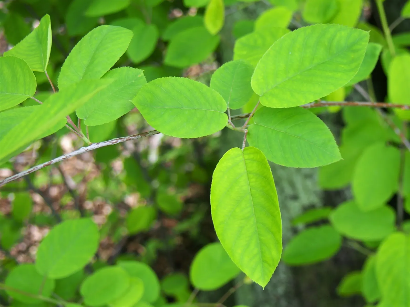 Juneberry (Amelanchier Lamarckii) — multi-stemmed shrub or small tree that is highly revered for its seasonal interest and adaptability; juneberry, image 92