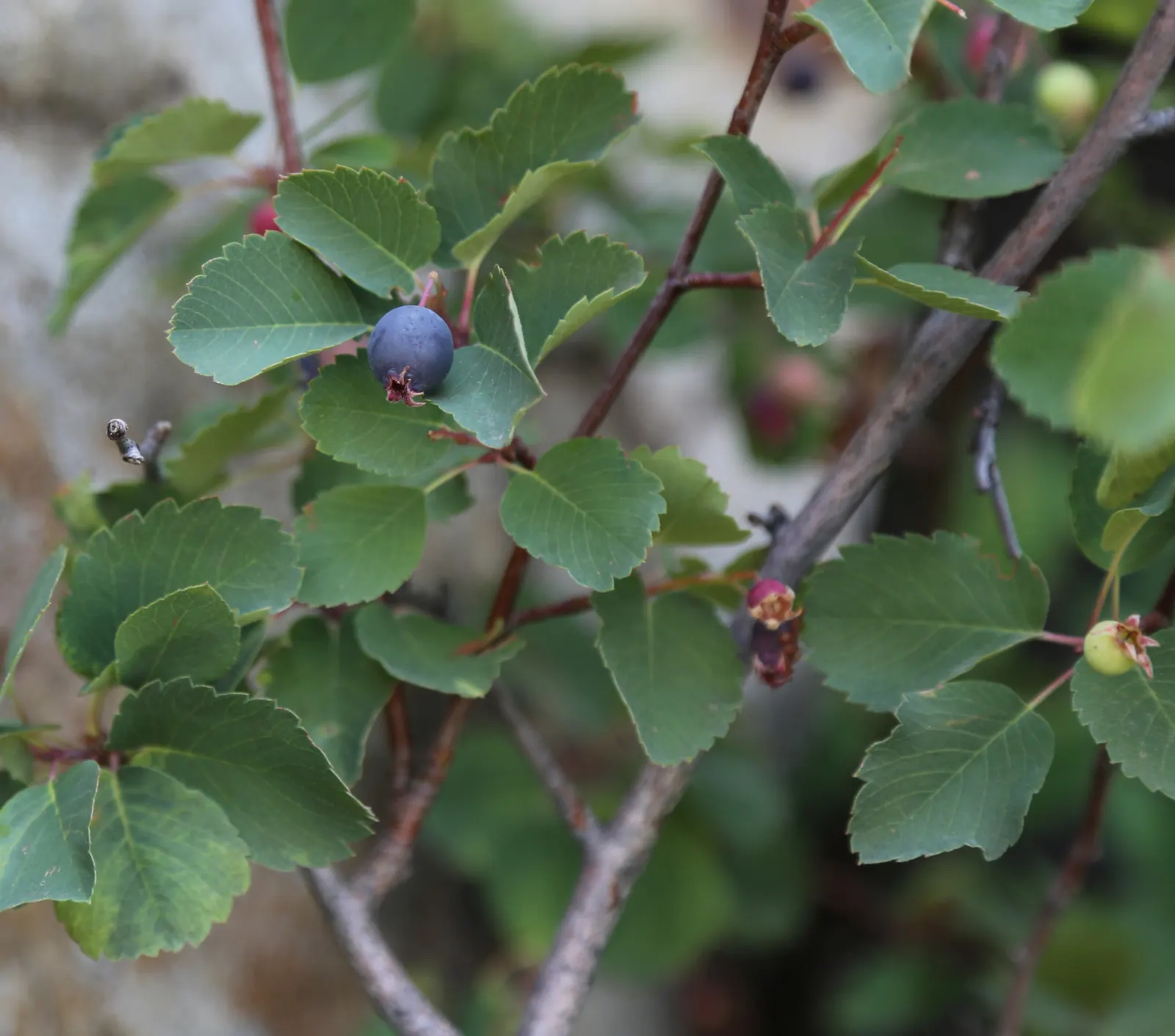 Juneberry (Amelanchier Lamarckii) — making it an excellent choice for diverse landscaping designs; adding approximately 12 to 24 inches per year, image 90