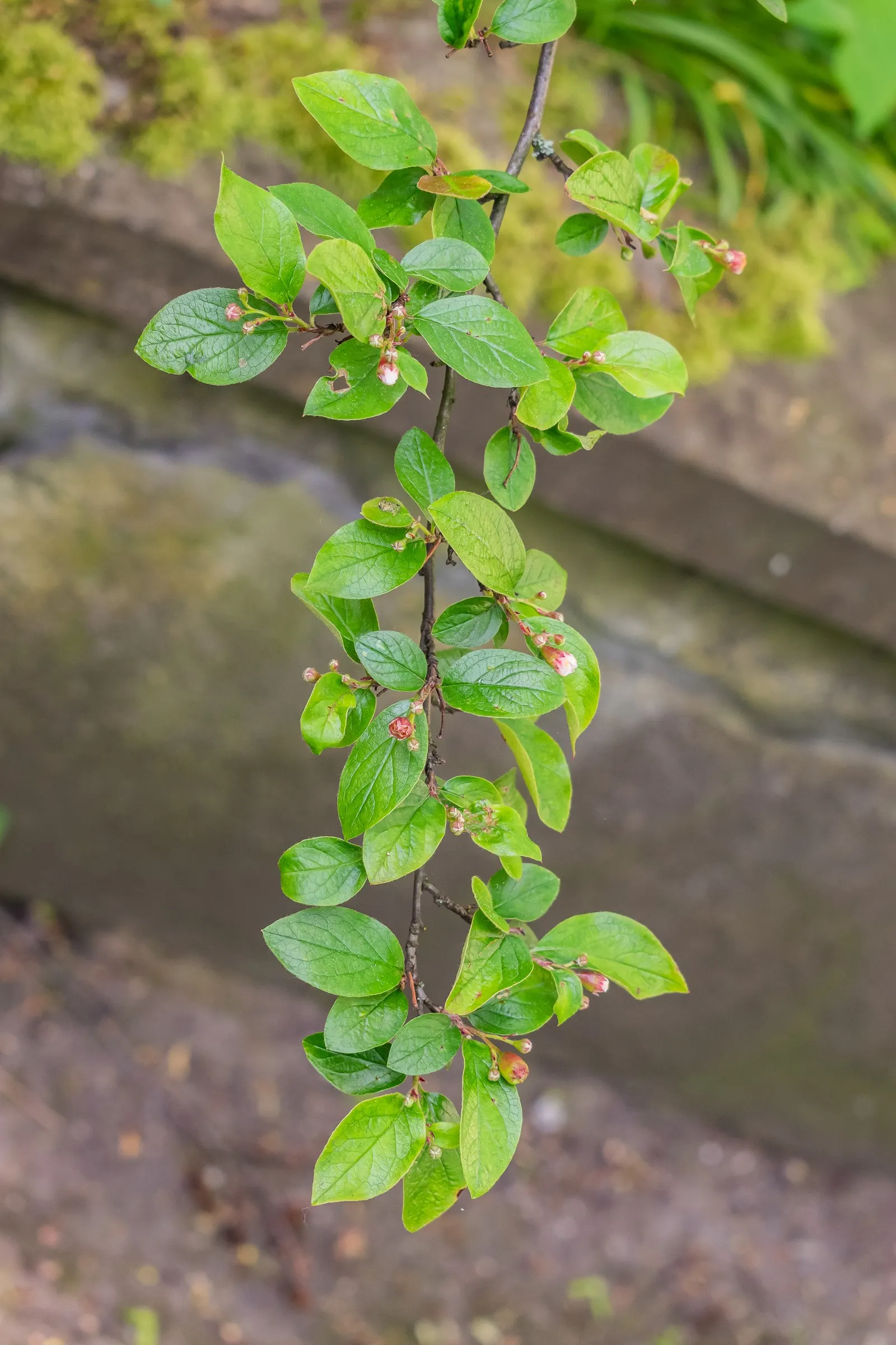 Juneberry (Amelanchier Lamarckii) — graceful shape with a moderate growth rate; adding approximately 12 to 24 inches per year