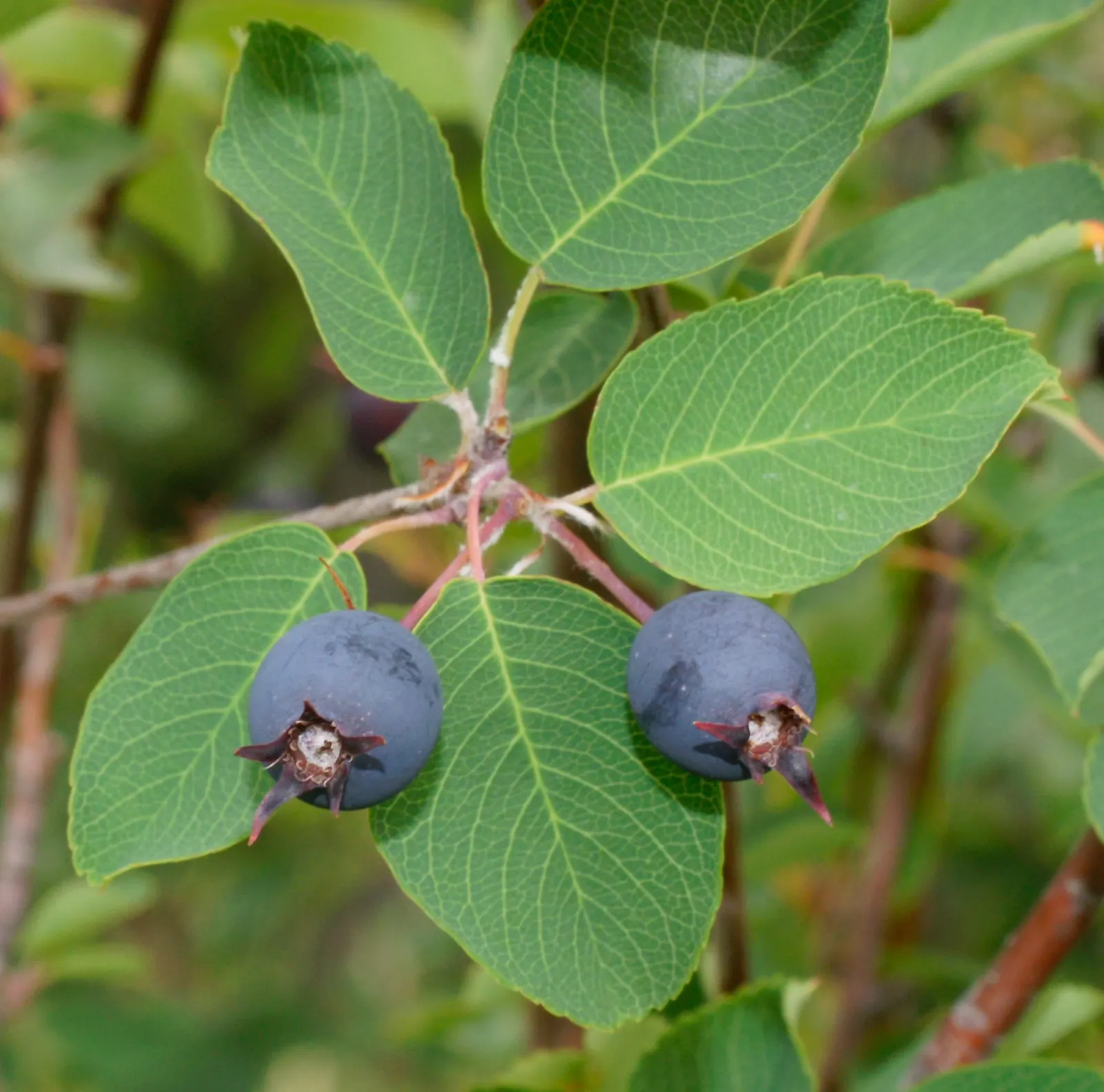 Juneberry (Amelanchier Lamarckii) — Amelanchier lamarckii adapts well to both sunny and partially shaded sites