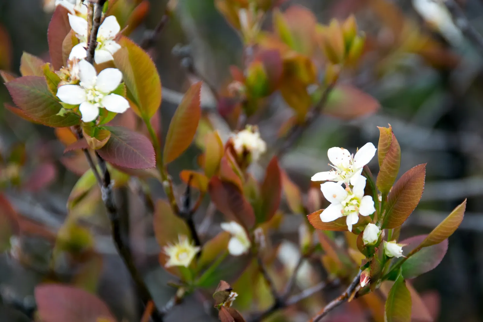 Juneberry (Amelanchier Lamarckii) — Following the floral display; the foliage transforms into a striking medley of oranges and reds, image 99