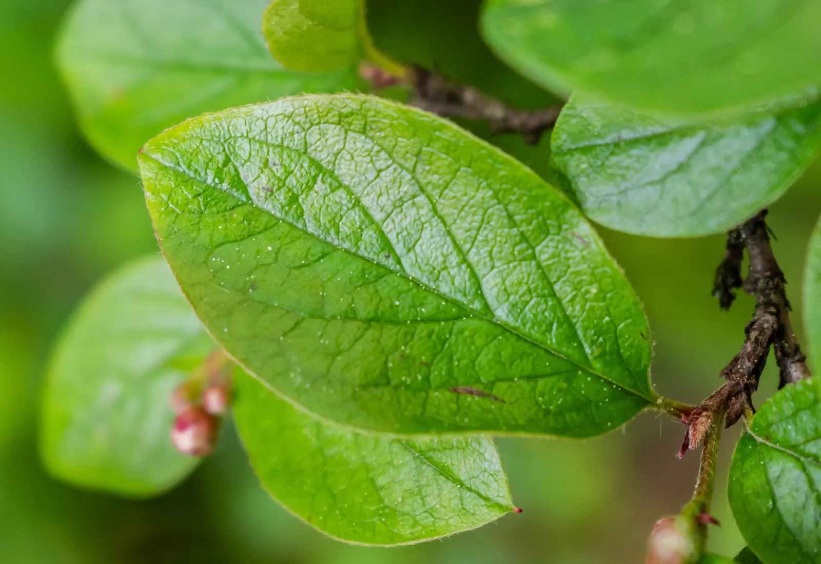 Juneberry (Amelanchier Lamarckii) — edible purple-black berries form