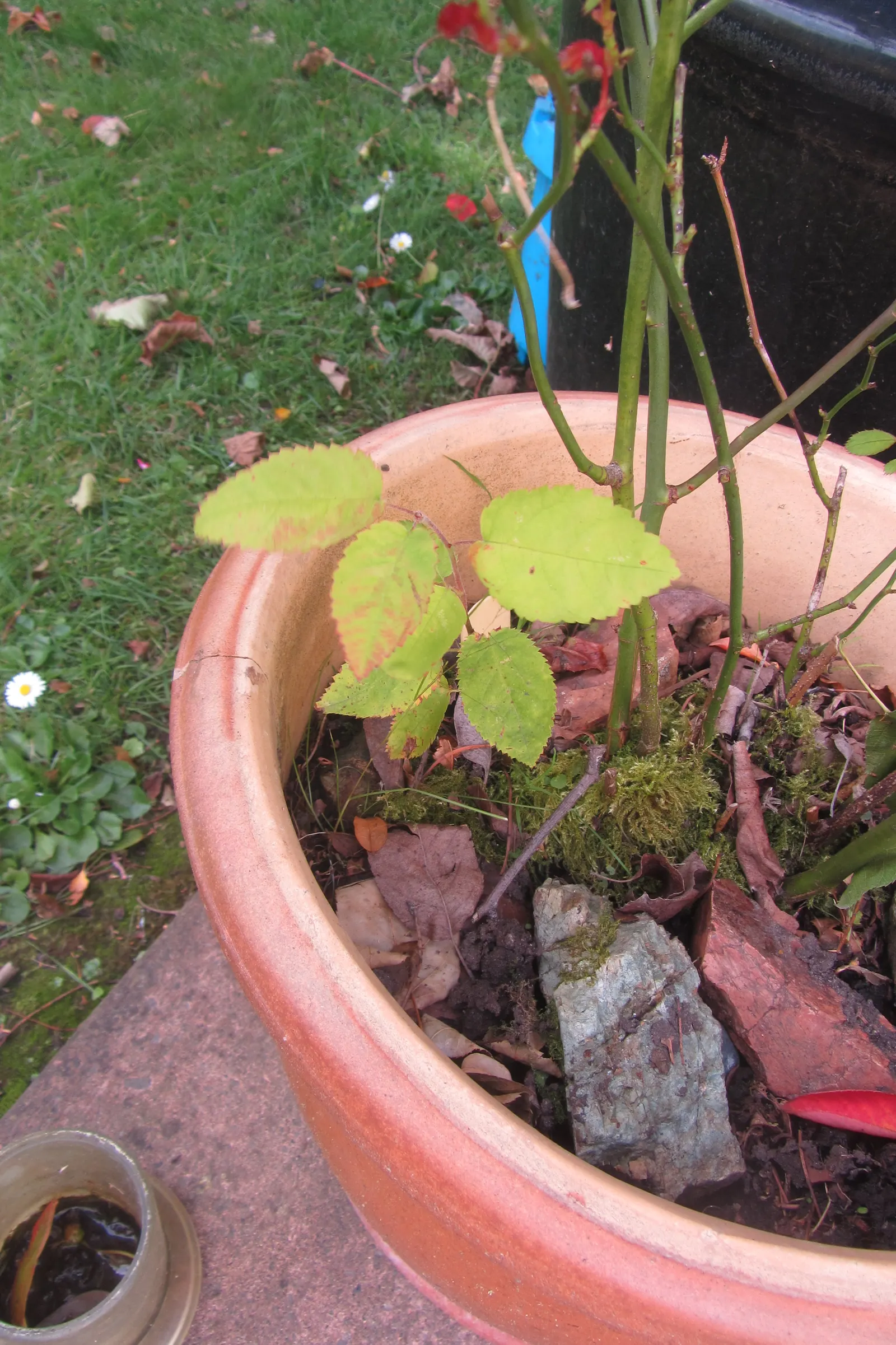 Juneberry (Amelanchier Lamarckii) — Juneberry is also suitable for gardens with limited space due to its modest size and non-invasive root system, image 81