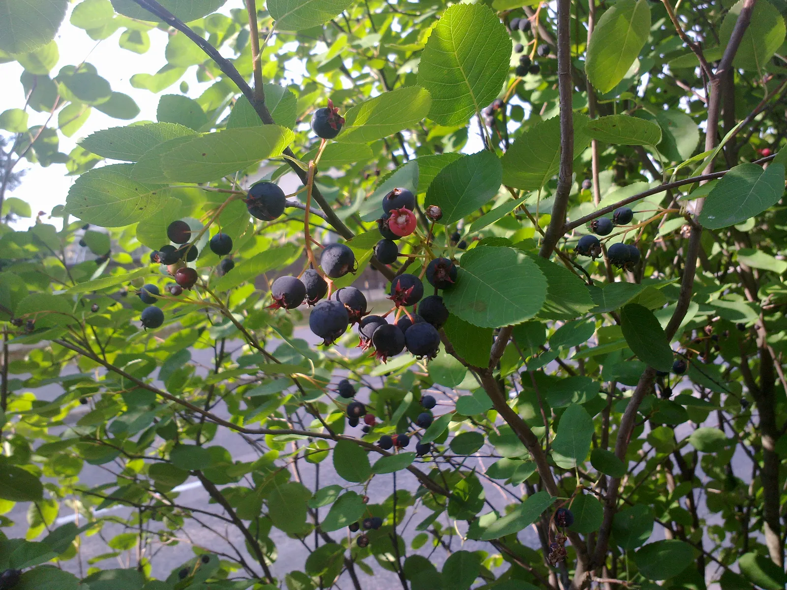 Juneberry (Amelanchier Lamarckii) — Growing to an average height of 15 to 25 feet with a similar spread; preferring full sun to part shade, it, image 93
