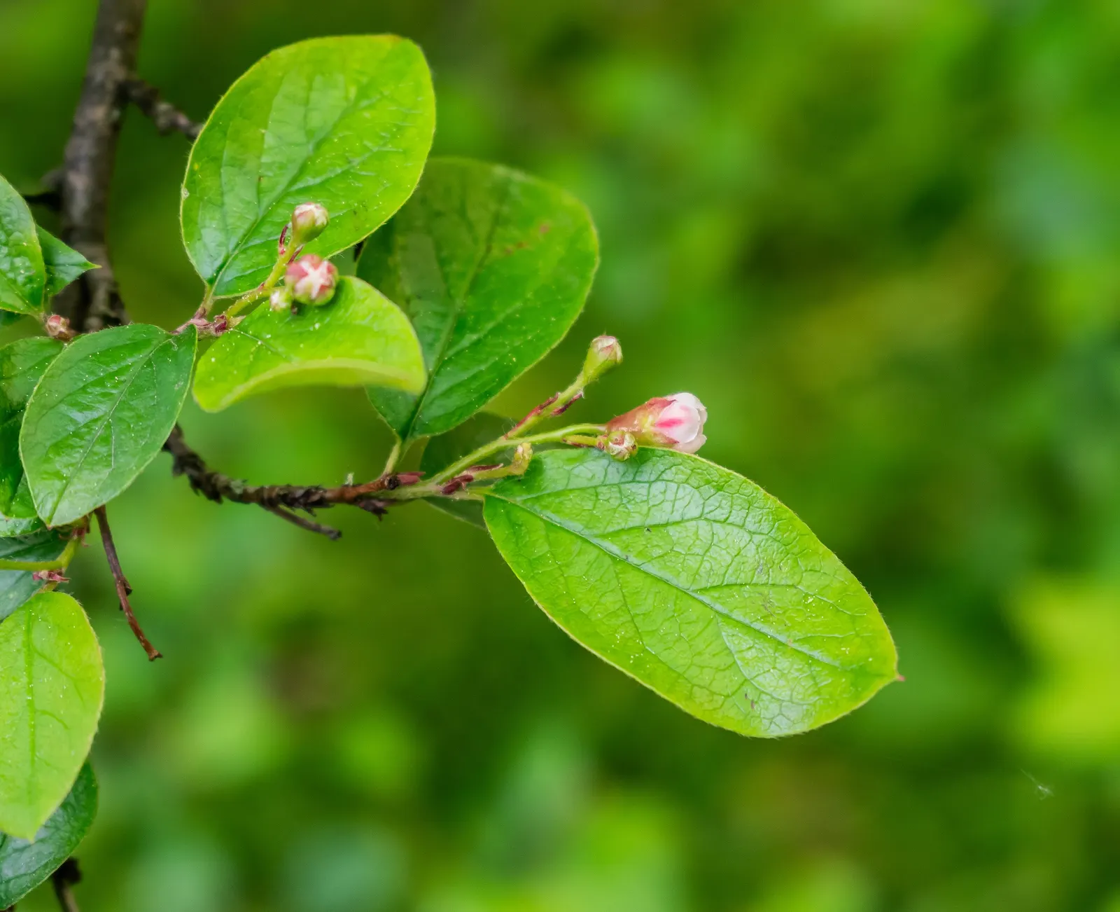 Juneberry (Amelanchier Lamarckii) — It boasts abundant white flowers in spring, followed by edible purple-black berries; adding approximately 12 to 24 inches