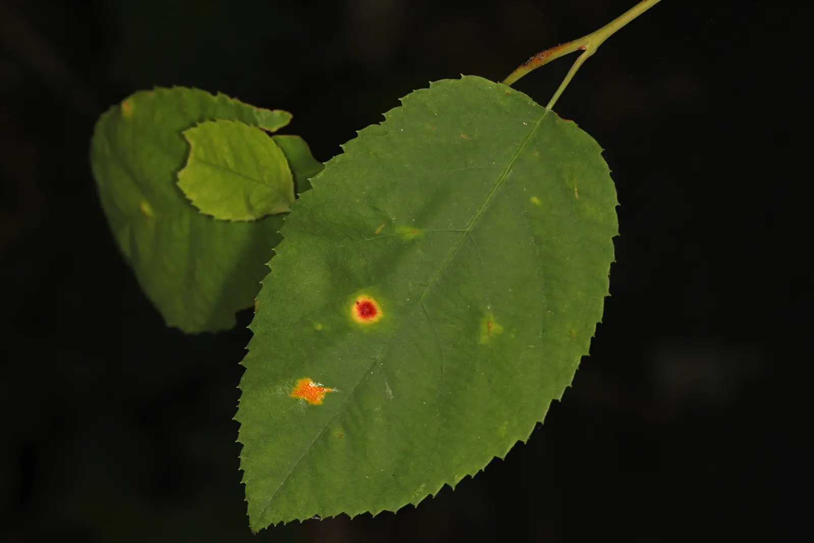 Juneberry (Amelanchier Lamarckii) — multi-stemmed shrub or small tree that is highly revered for its seasonal interest and adaptability