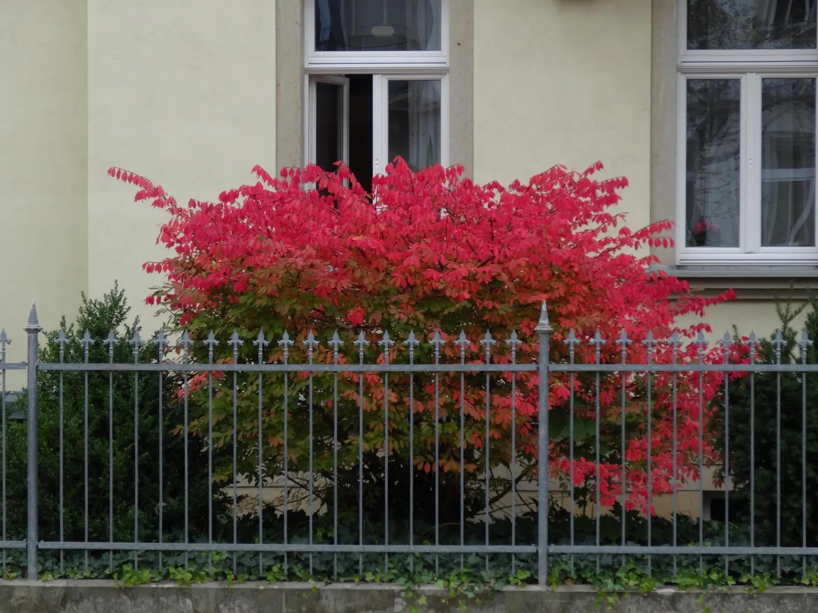 Juneberry (Amelanchier Lamarckii) — Following the floral display