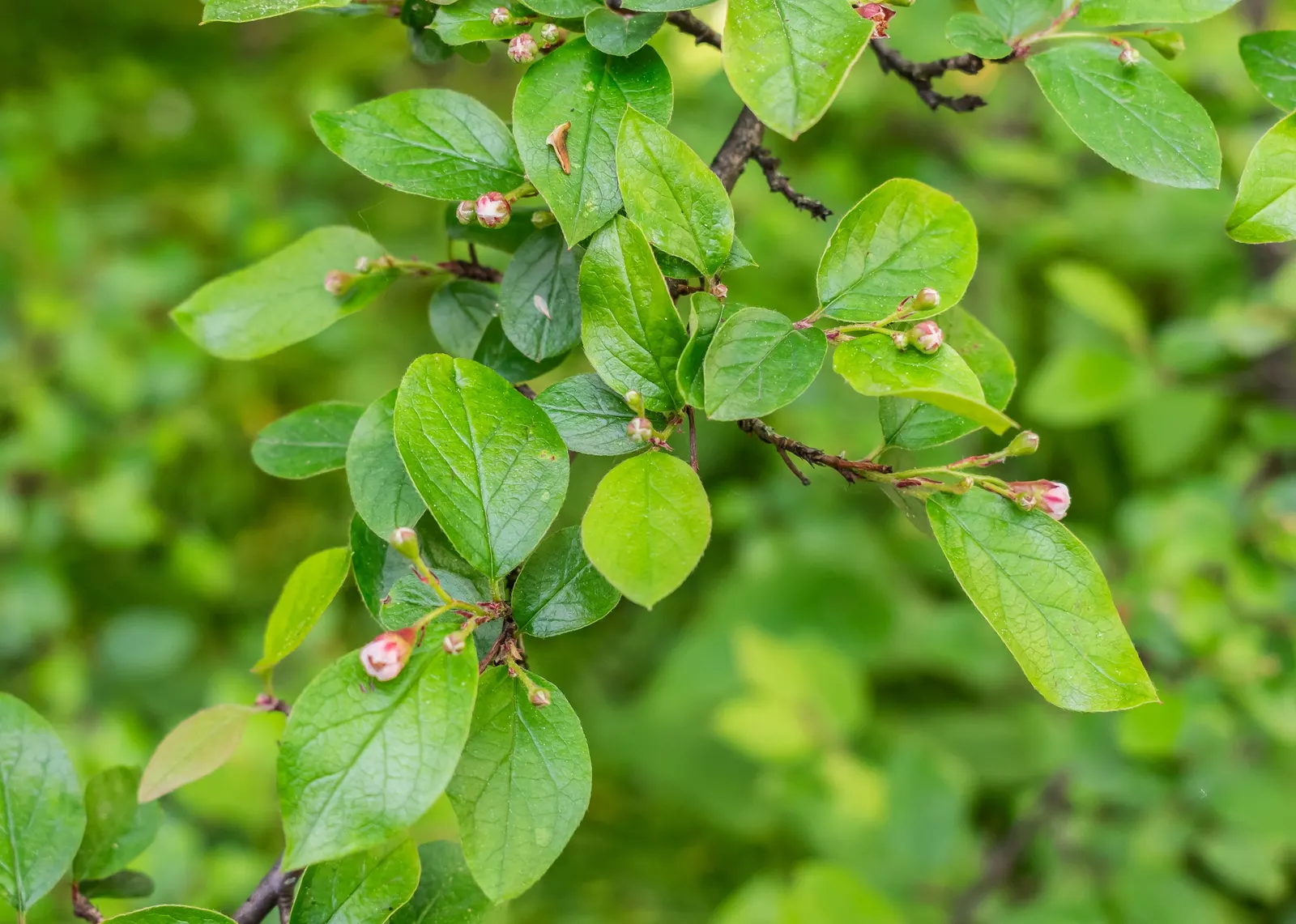 Juneberry (Amelanchier Lamarckii) — This low-maintenance plant offers four-season interest and attracts birds and pollinators