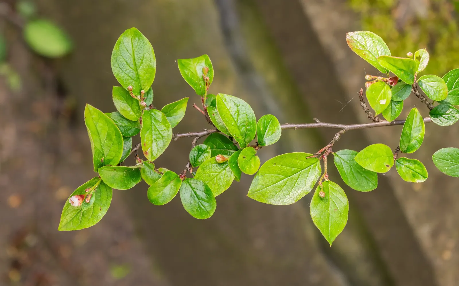 Juneberry (Amelanchier Lamarckii) — <br><br>The leaves of the Juneberry emerge a coppery color