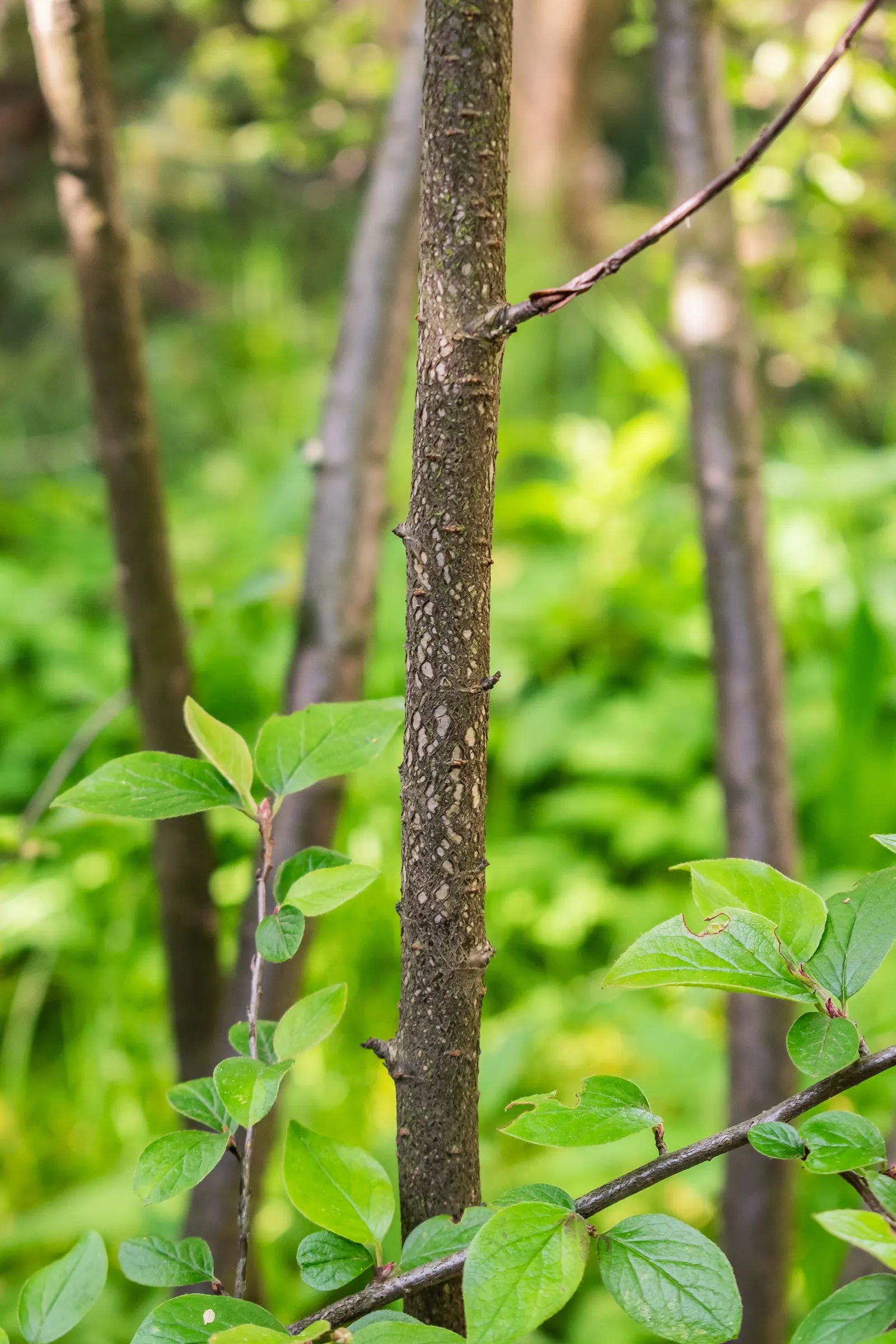 Juneberry (Amelanchier Lamarckii) — It is hardy, relatively maintenance-free, and is tolerant of urban conditions like air pollution; adding approximately 12