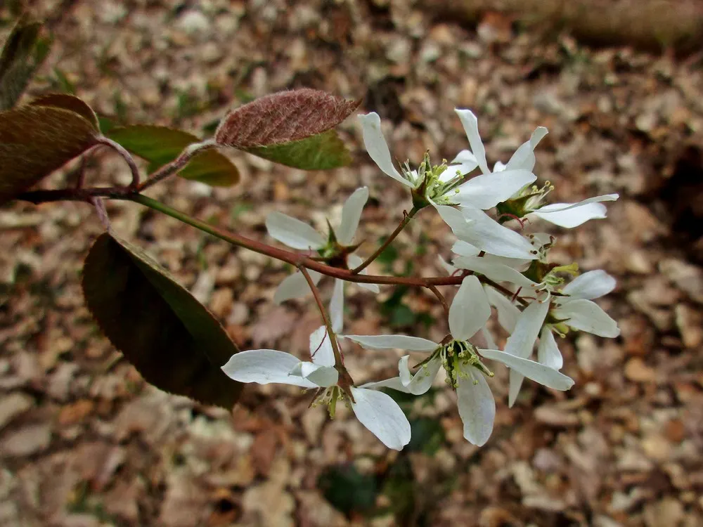 Juneberry (Amelanchier Lamarckii) — which mature by early summer and are savored by both people and wildlife; preferring full sun to part shade, it, image 73