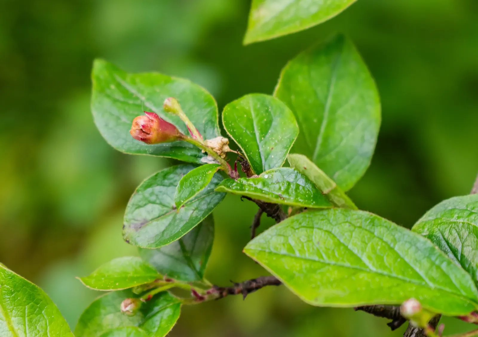 Juneberry (Amelanchier Lamarckii) — Following the floral display; the foliage transforms into a striking medley of oranges and reds
