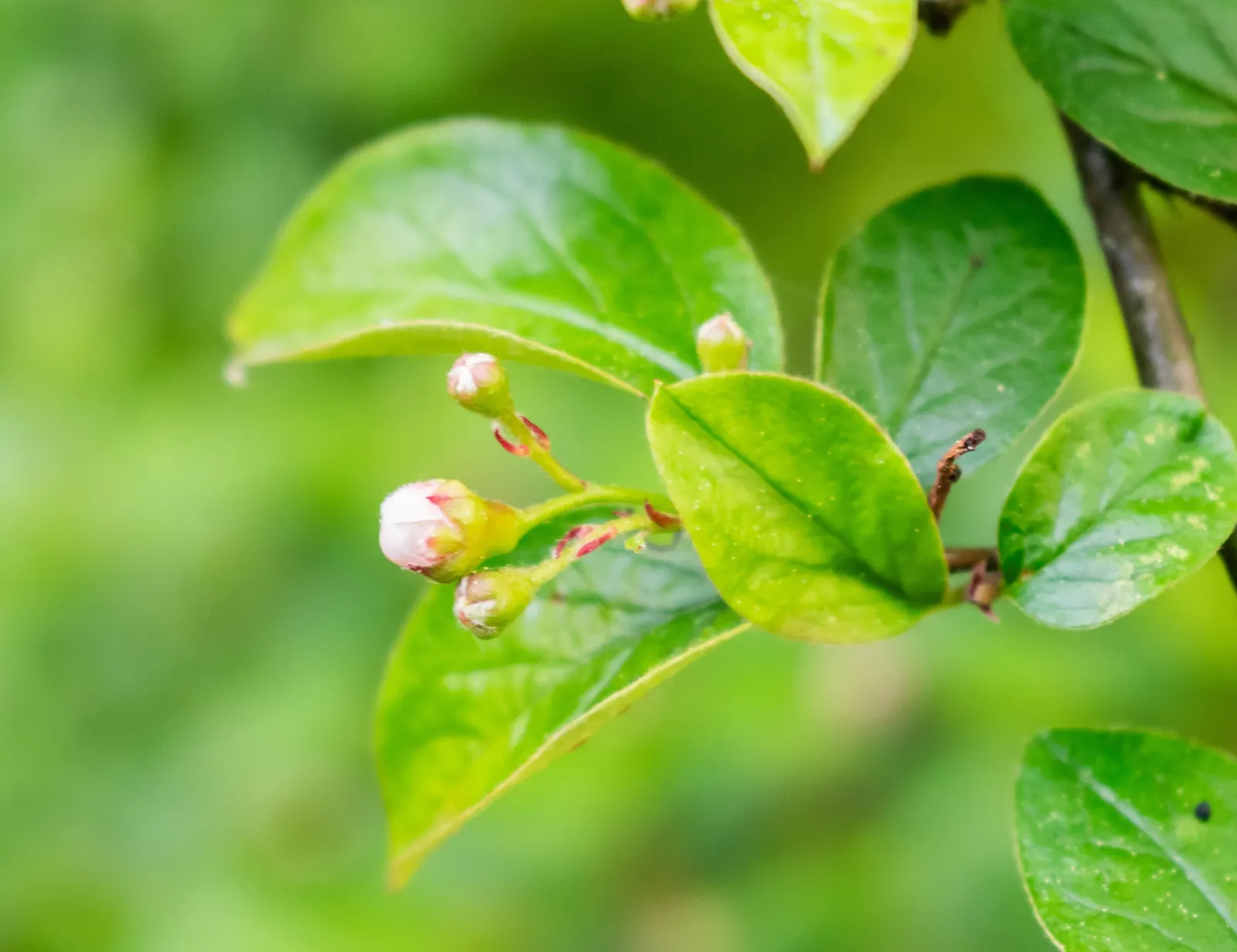 Juneberry (Amelanchier Lamarckii) — It is hardy, relatively maintenance-free, and is tolerant of urban conditions like air pollution