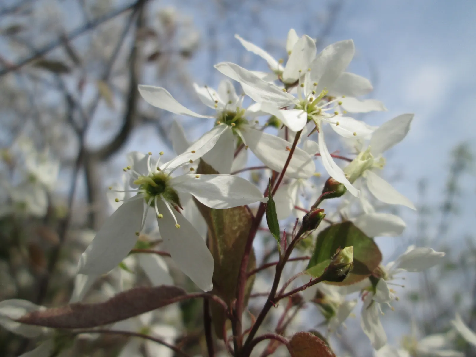 Juneberry (Amelanchier Lamarckii) — making it an excellent choice for diverse landscaping designs; adding approximately 12 to 24 inches per year