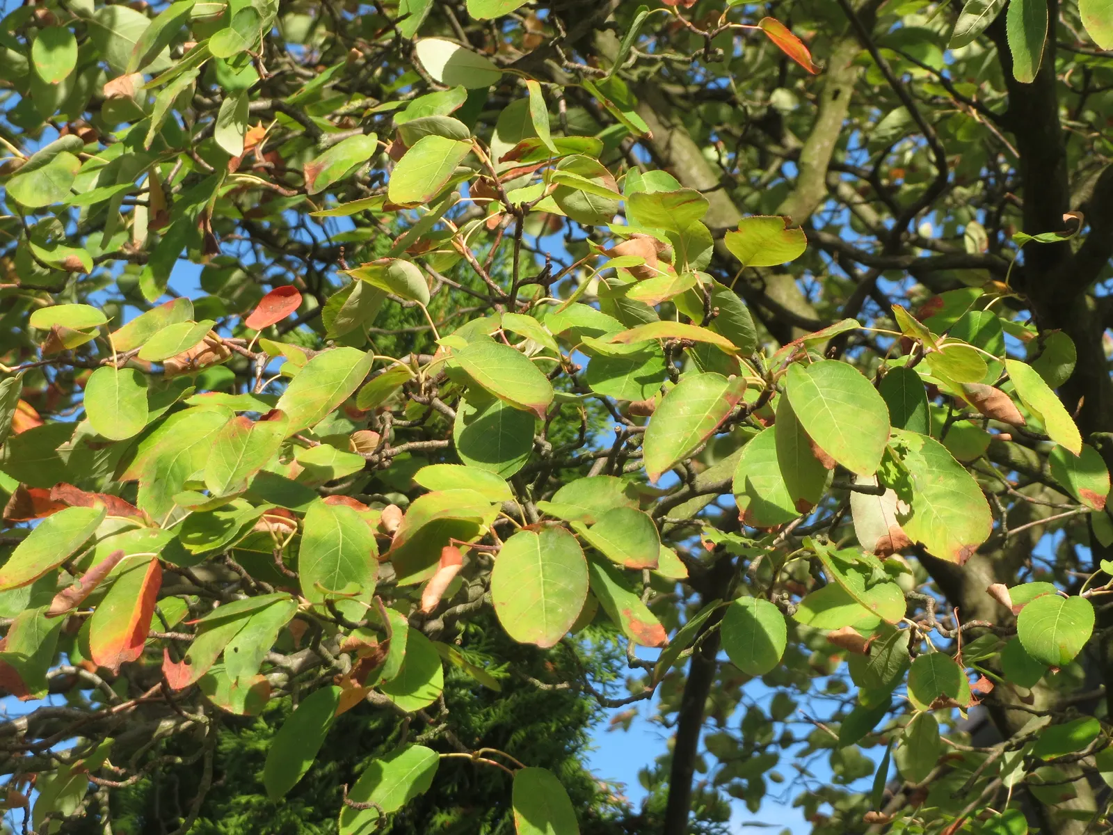 Juneberry (Amelanchier Lamarckii) — star-shaped white flowers in early spring