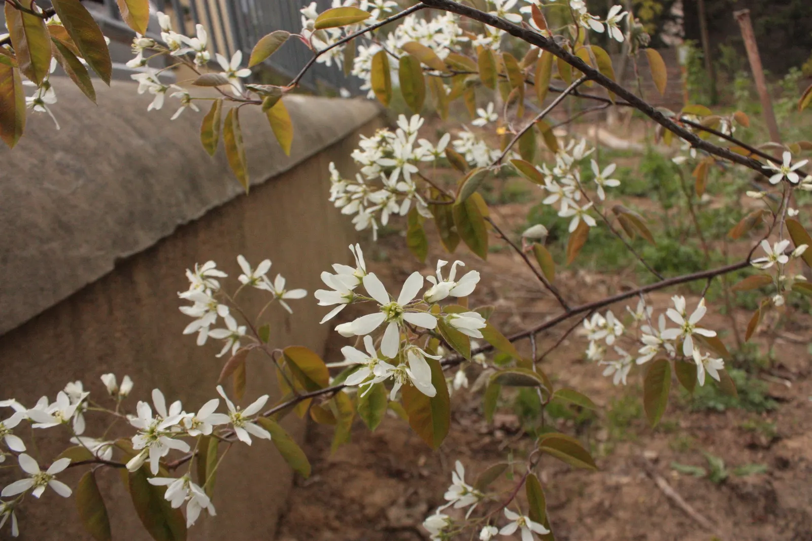 Juneberry (Amelanchier Lamarckii) — The Juneberry (Amelanchier lamarckii) is a deciduous multi-stemmed shrub, reaching up to 26 ft; preferring full, image 57