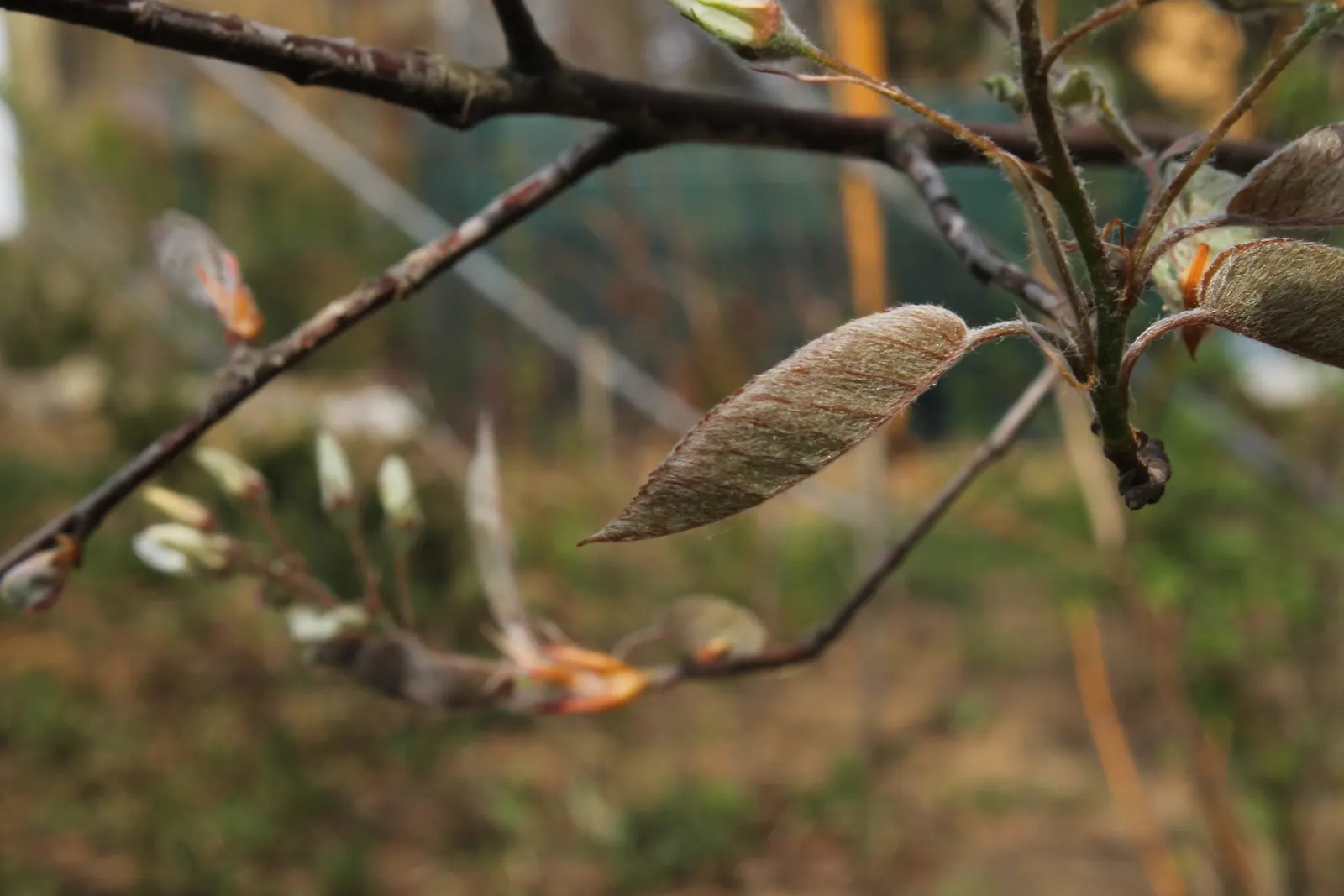 Juneberry (Amelanchier Lamarckii) — Preferring full sun to part shade, it thrives in moist, well-drained soils; juneberry is also suitable for, image 88