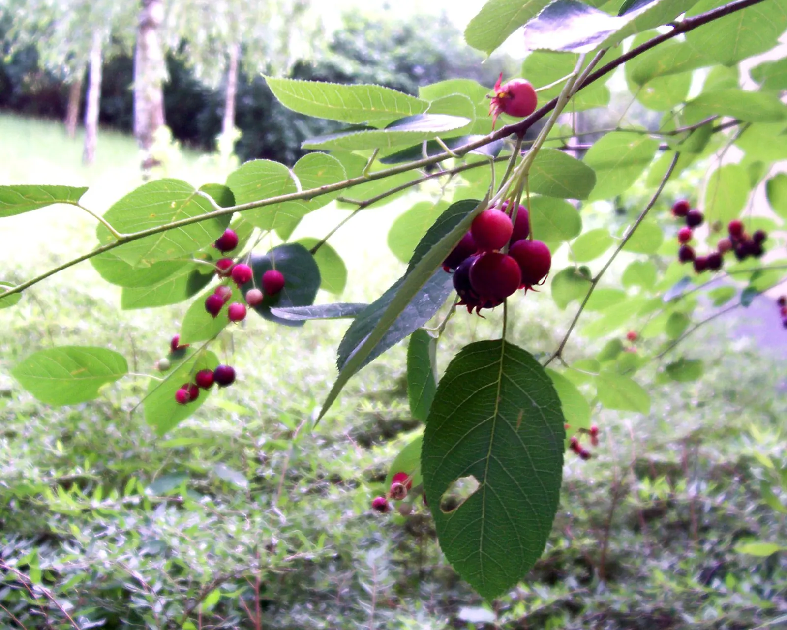 Juneberry (Amelanchier Lamarckii) — Following the floral display; the foliage transforms into a striking medley of oranges and reds, image 71
