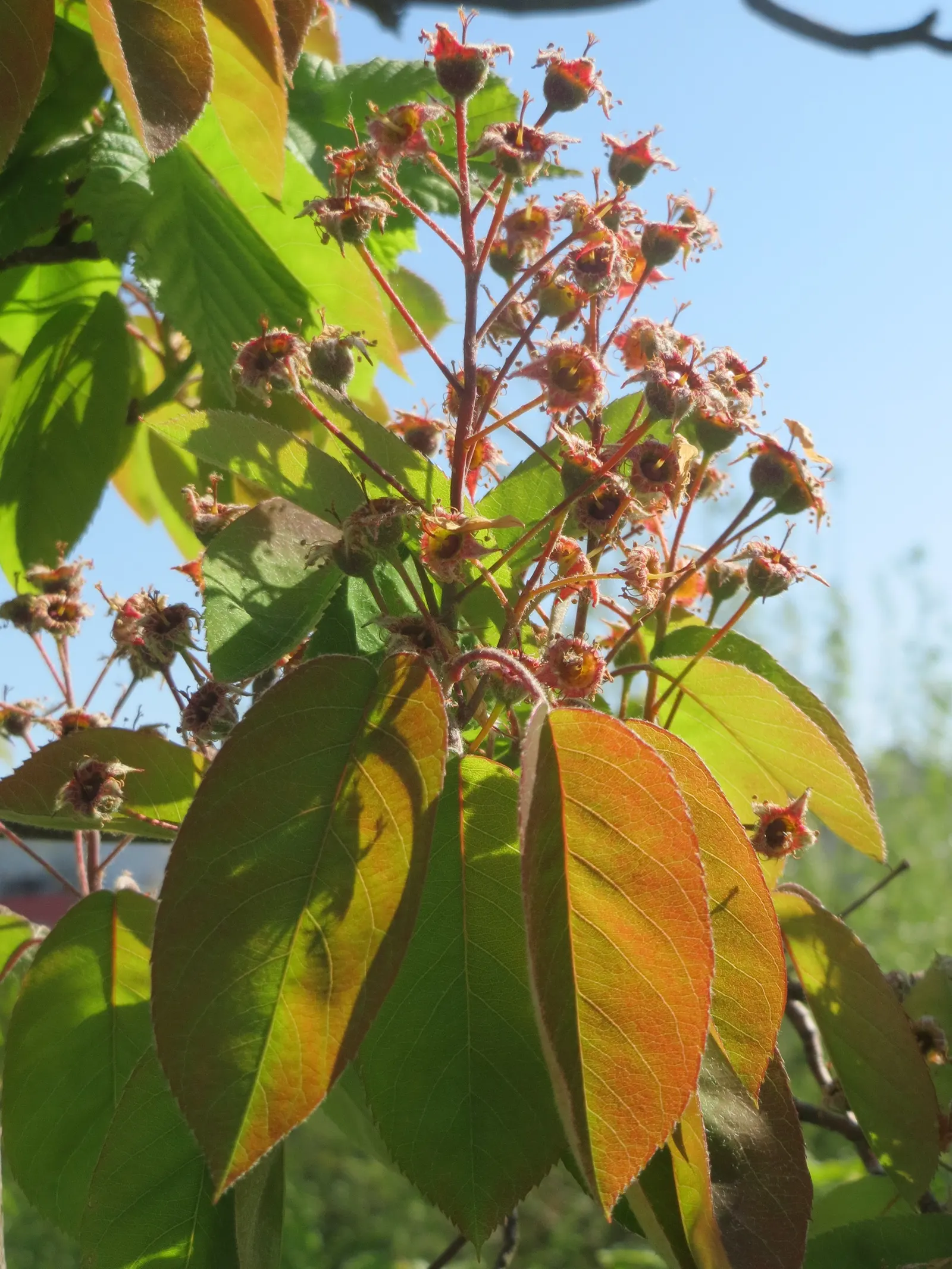 Juneberry (Amelanchier Lamarckii) — <br><br>The leaves of the Juneberry emerge a coppery color; juneberry is also suitable for gardens with limited space due