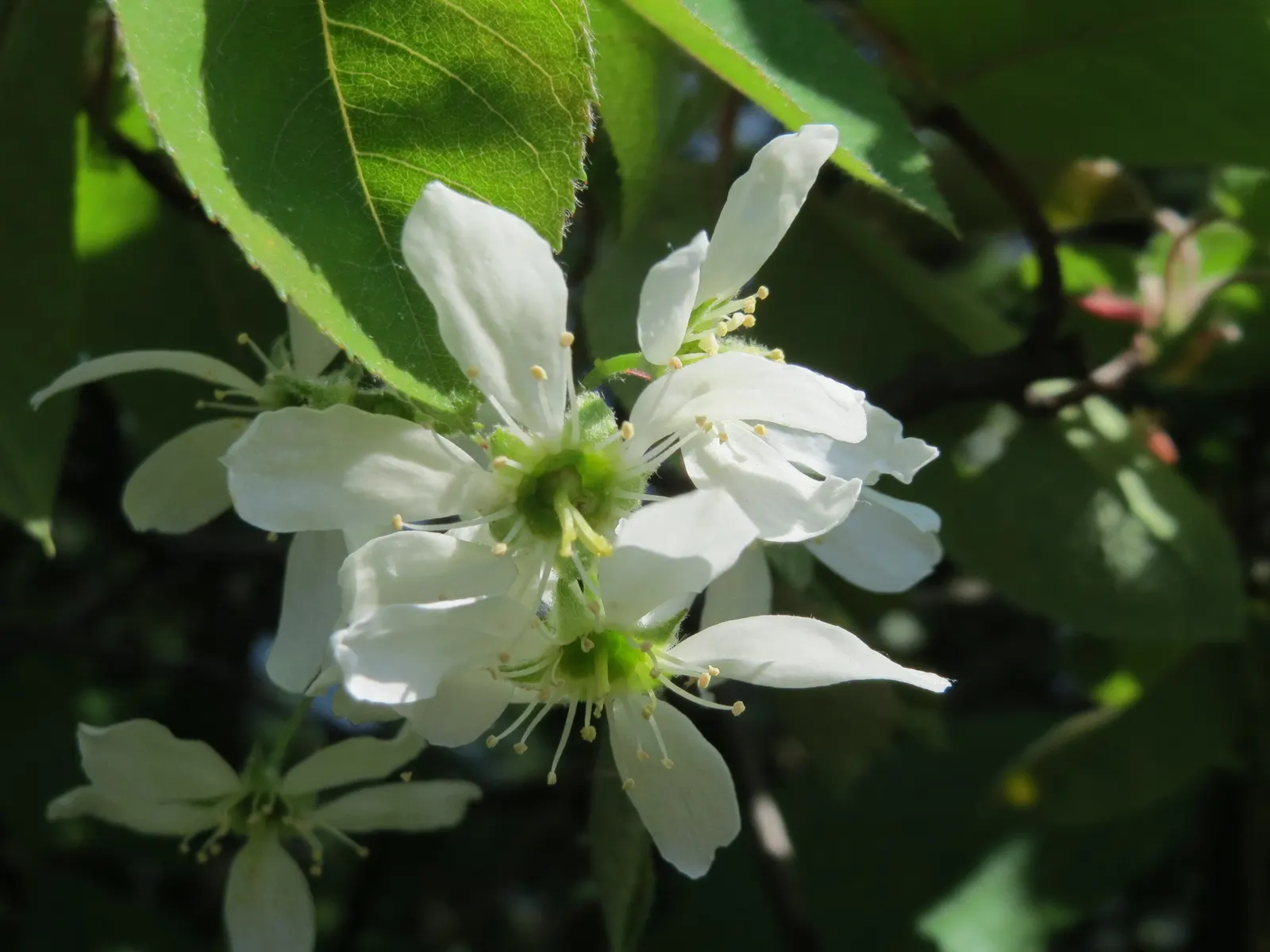 Juneberry (Amelanchier Lamarckii) — the foliage transforms into a striking medley of oranges and reds; adding approximately 12 to 24 inches per year, image 74