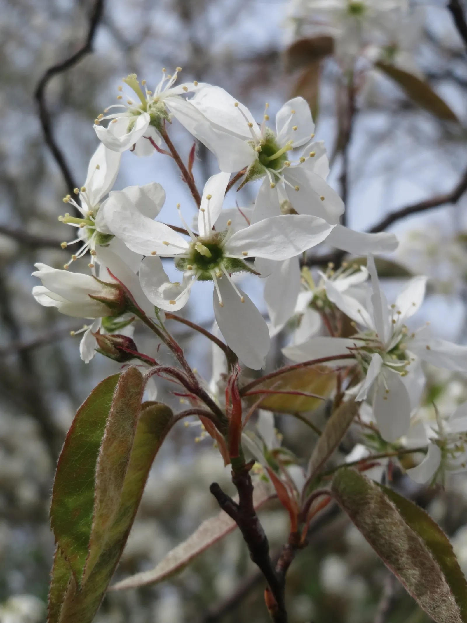 Juneberry (Amelanchier Lamarckii) — star-shaped white flowers in early spring; adding approximately 12 to 24 inches per year