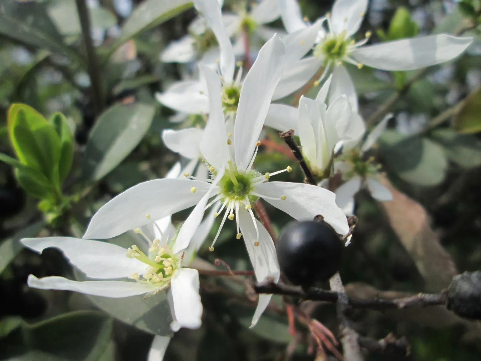 Juneberry (Amelanchier Lamarckii) — The Juneberry (Amelanchier lamarckii) is a deciduous multi-stemmed shrub, reaching up to 26 ft