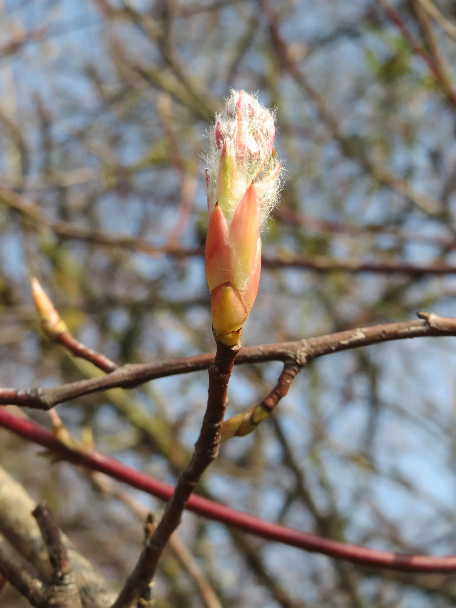 Juneberry (Amelanchier Lamarckii) — shrub / tree with white blooms