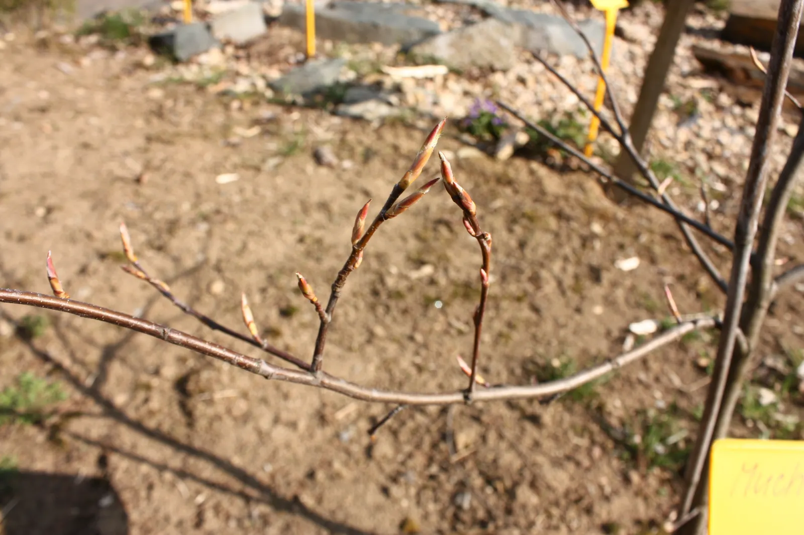 Juneberry (Amelanchier Lamarckii) — It is hardy, relatively maintenance-free, and is tolerant of urban conditions like air pollution; adding, image 78