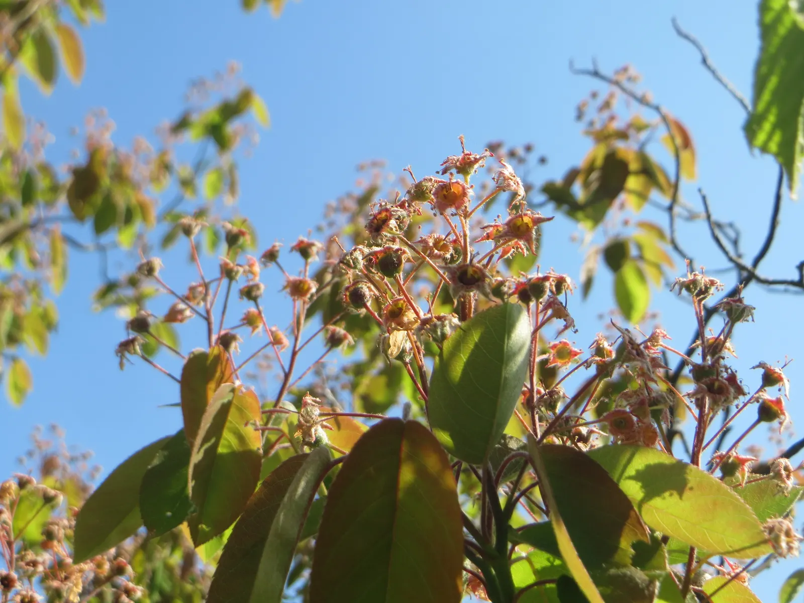 Juneberry (Amelanchier Lamarckii) — which mature by early summer and are savored by both people and wildlife; preferring full sun to part shade, it thrives in