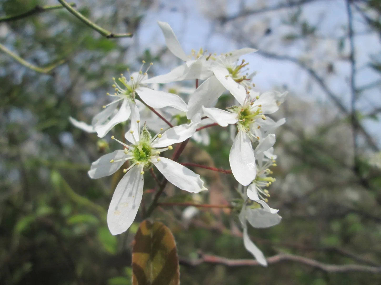 Juneberry (Amelanchier Lamarckii) — graceful shape with a moderate growth rate