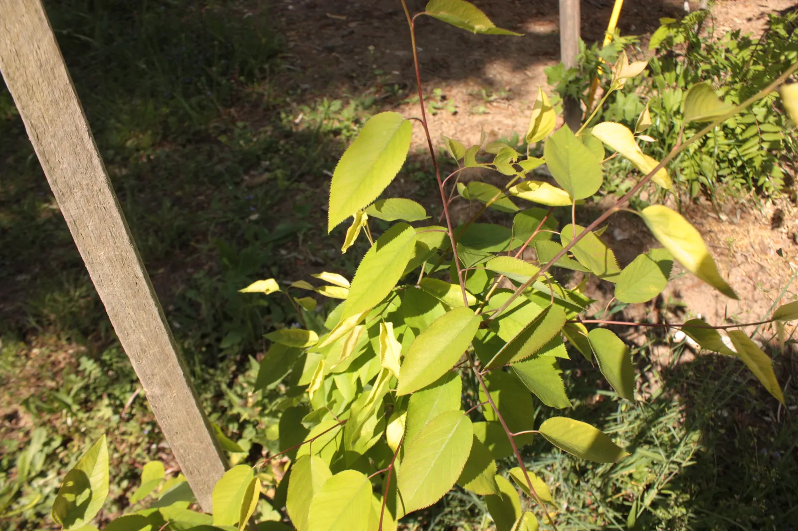 Juneberry (Amelanchier Lamarckii) — slightly acidic to neutral soil; preferring full sun to part shade, it thrives in moist, well-drained soils