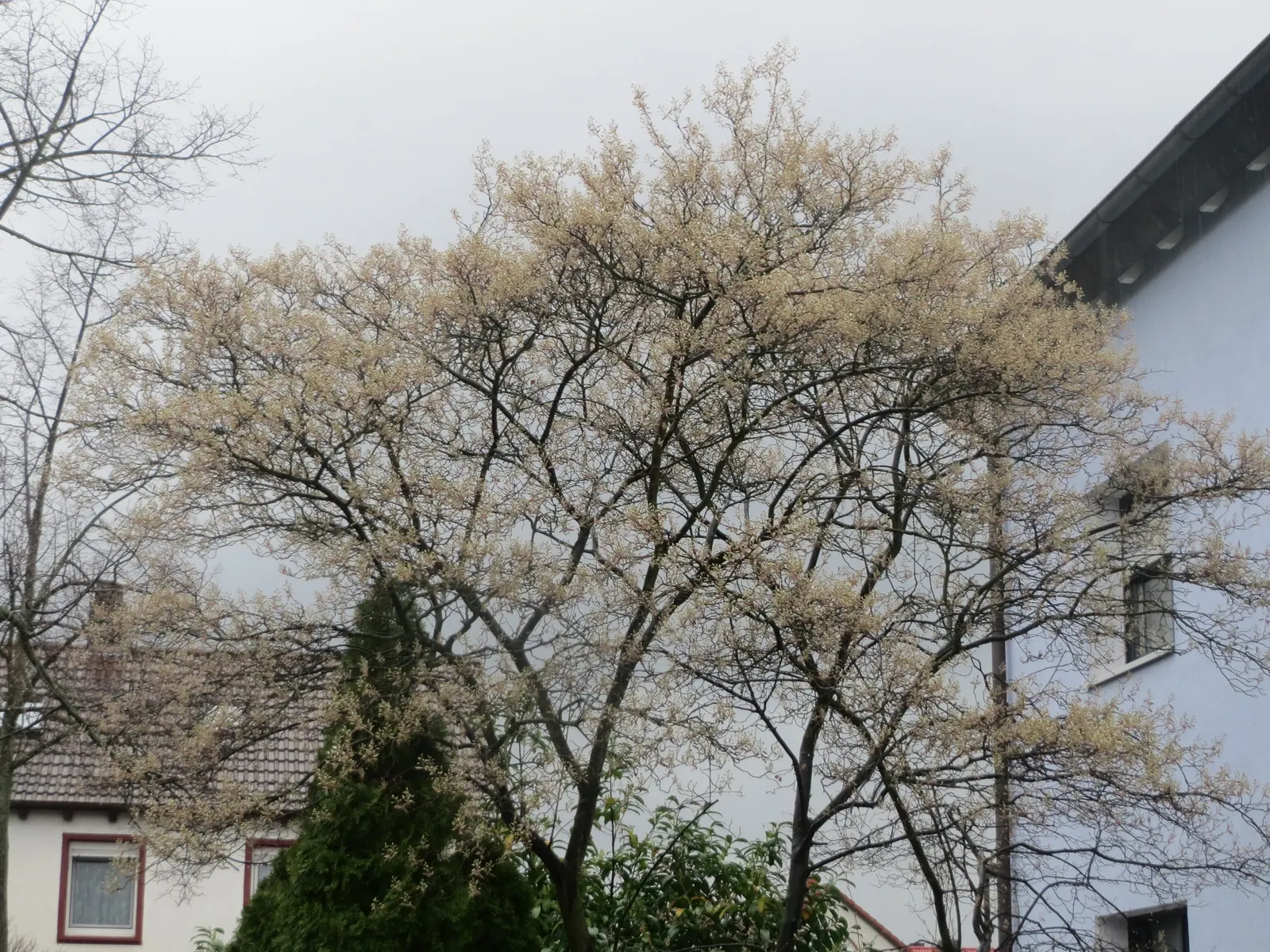 Juneberry (Amelanchier Lamarckii) — multi-stemmed shrub or small tree that is highly revered for its seasonal interest and adaptability; juneberry, image 64