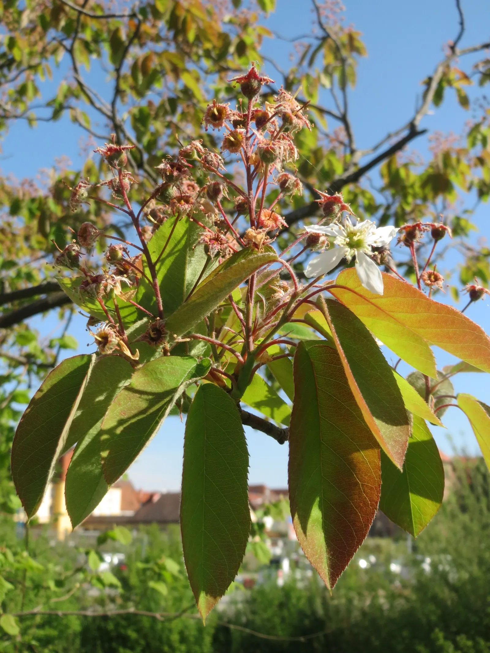 Juneberry (Amelanchier Lamarckii) — shrub / tree for full or half